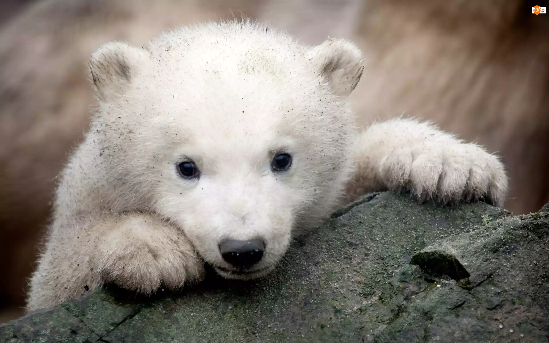 Polarny, Niedźwiadek