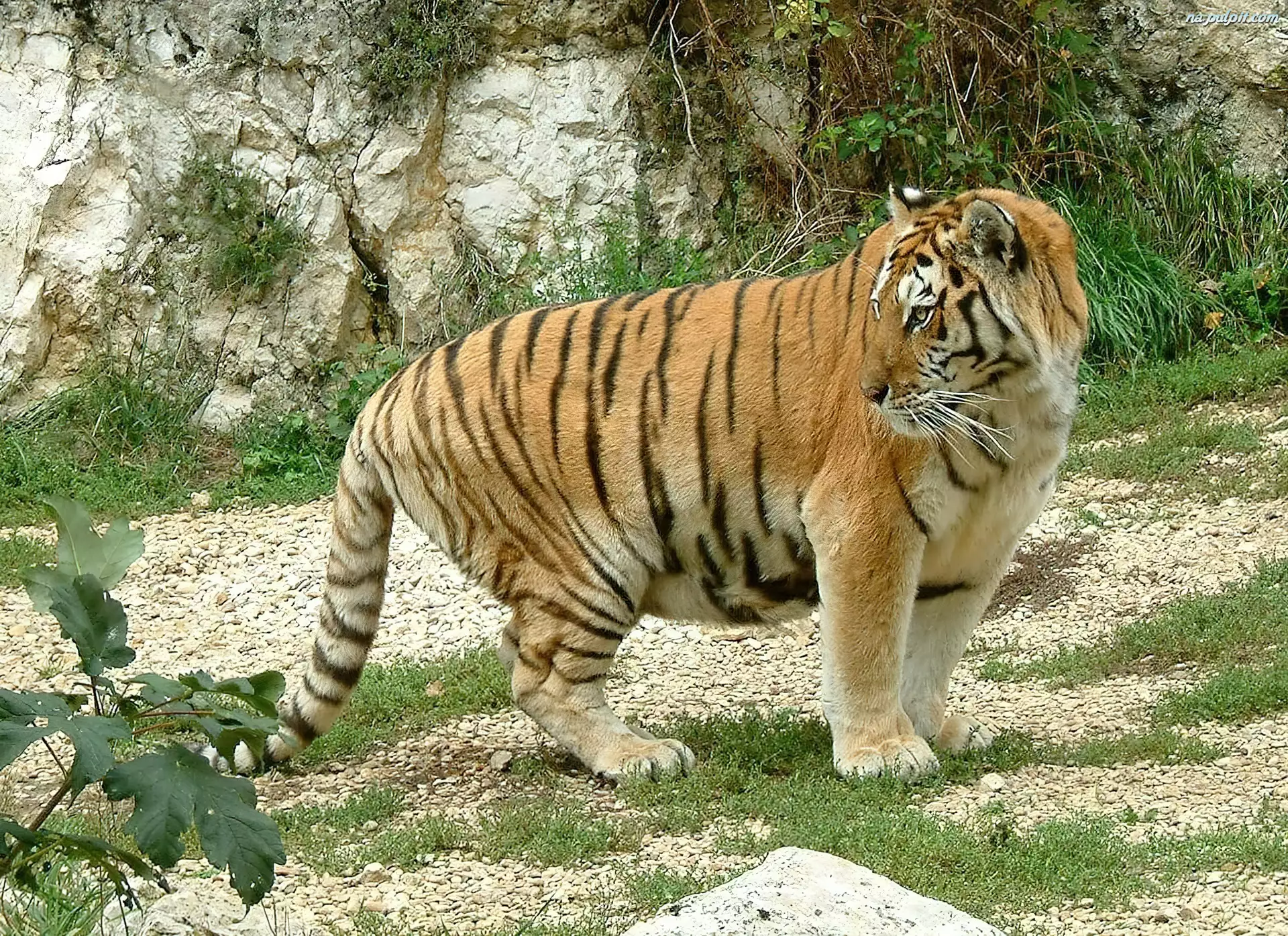 Tygrys, Duży