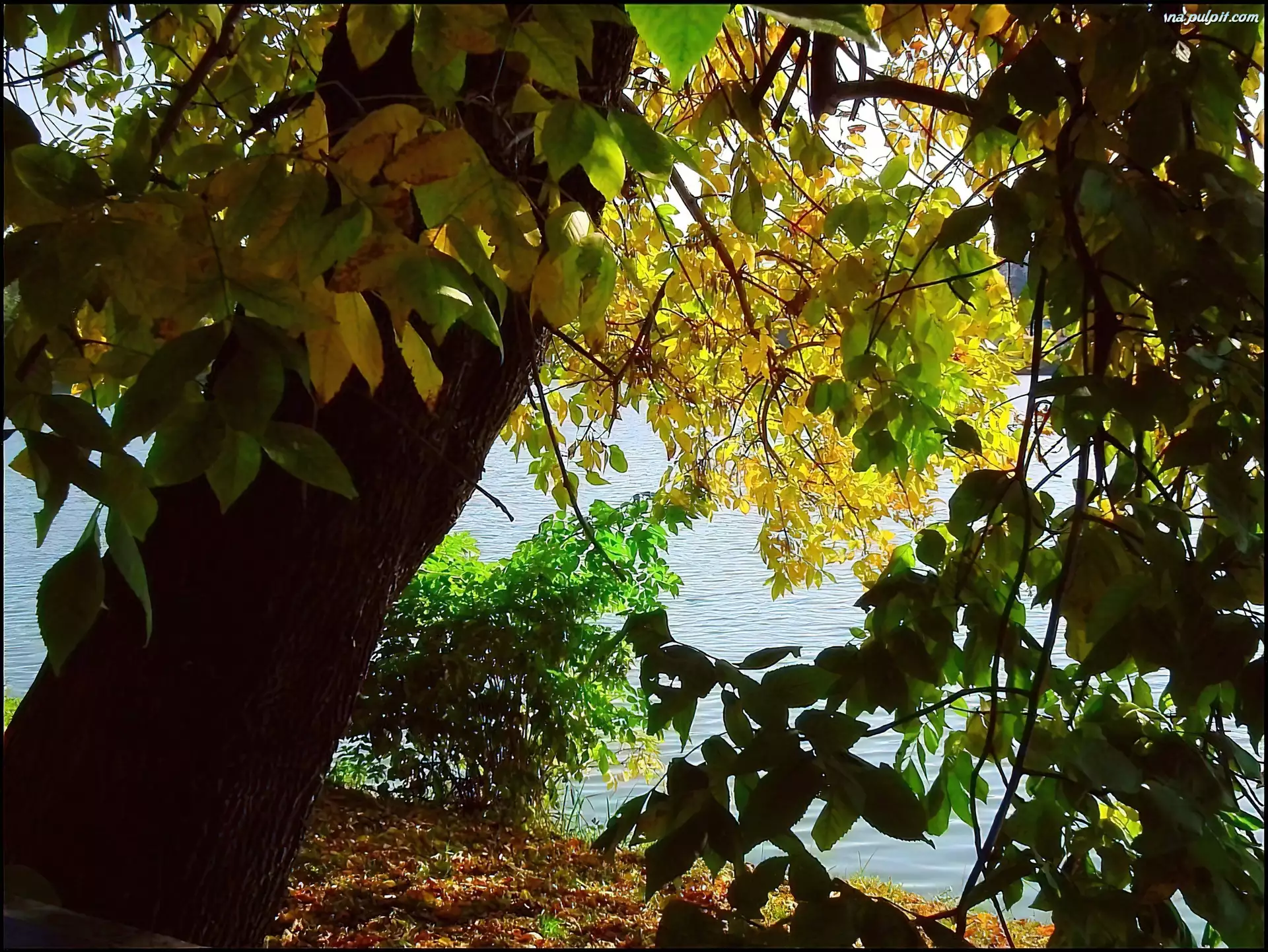 Jesień, Jezioro, Drzewa, Liście