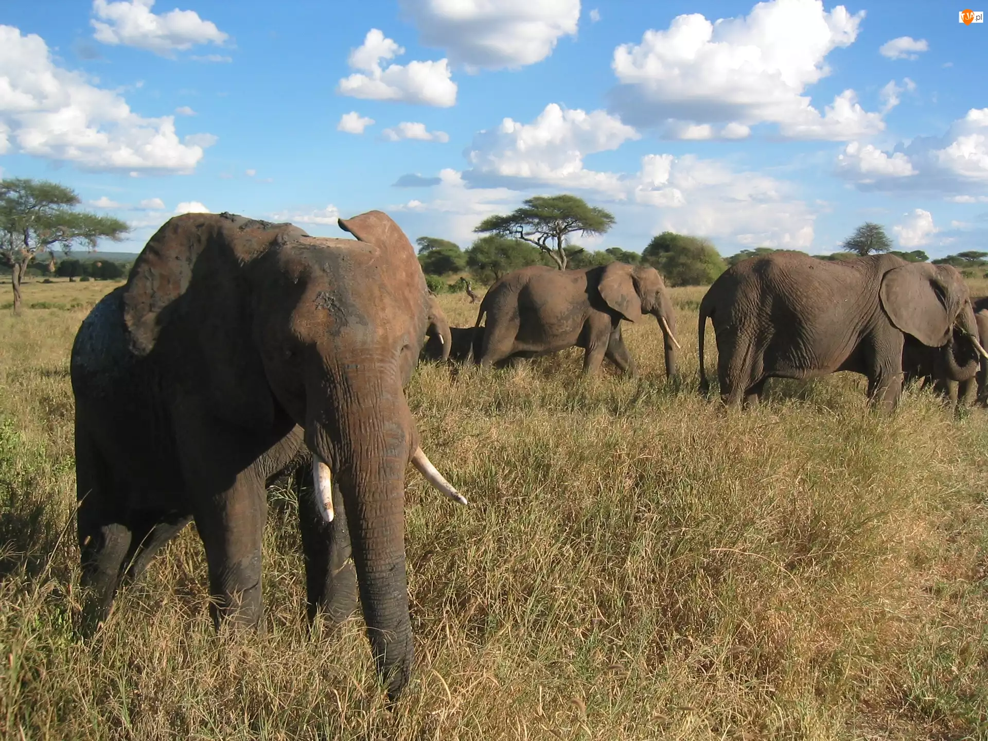Trawa, Serengeti, Sucha, Słonie, Chmurki