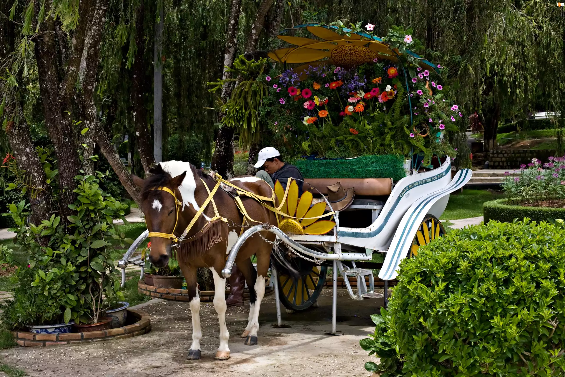 Ogród, Koń, Bryczka