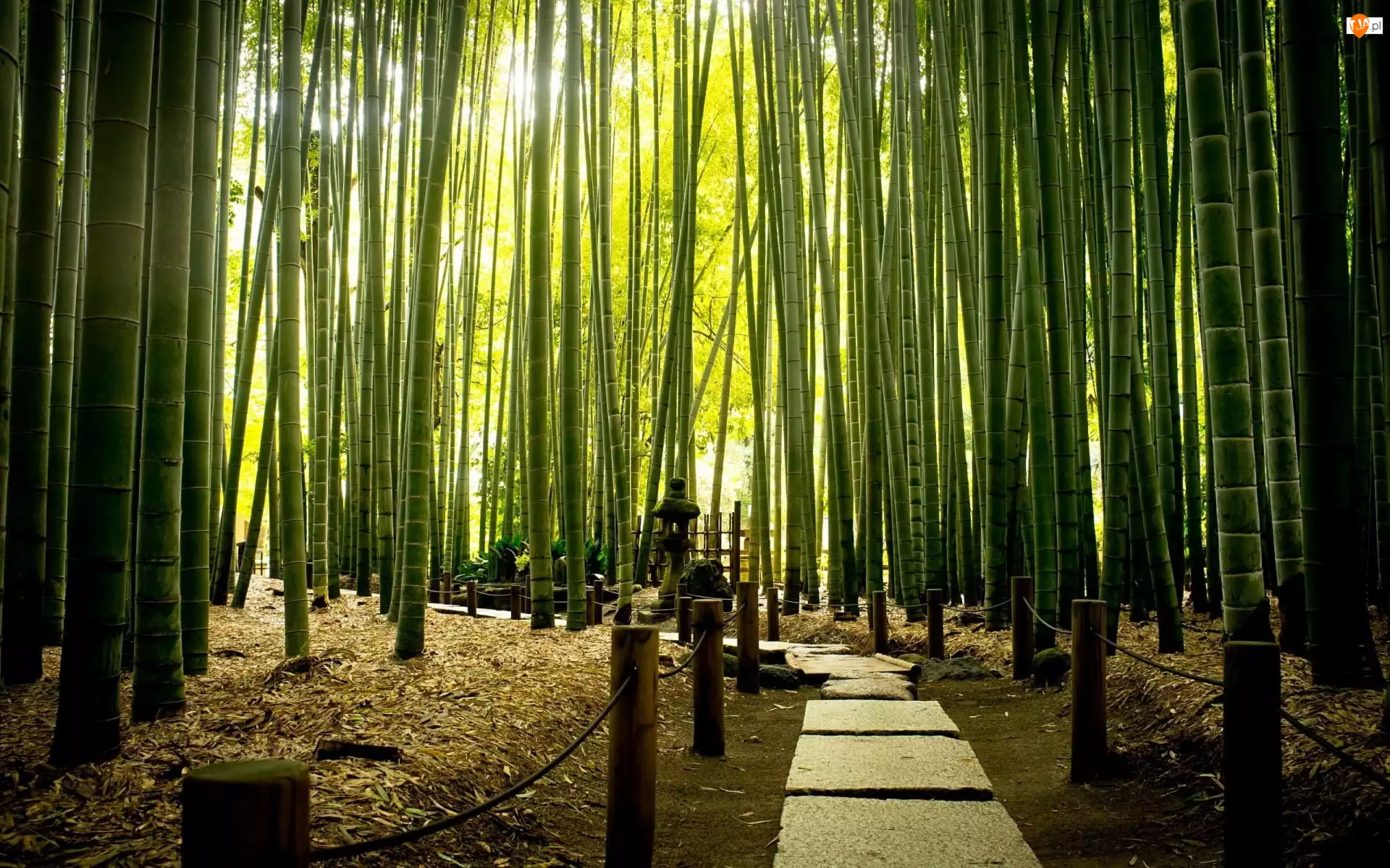 Park, Egzotyczny, Bambusowy