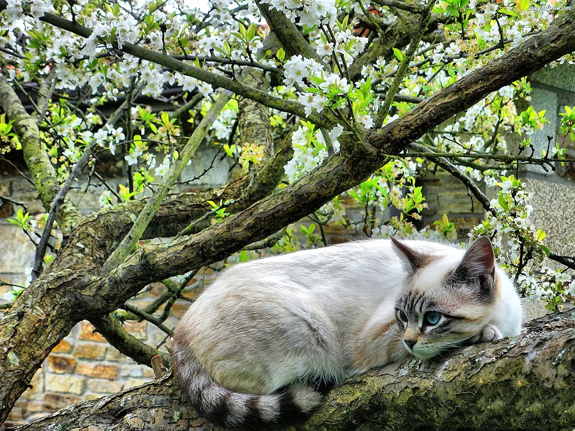 Obserwator, Drzewo, Kot