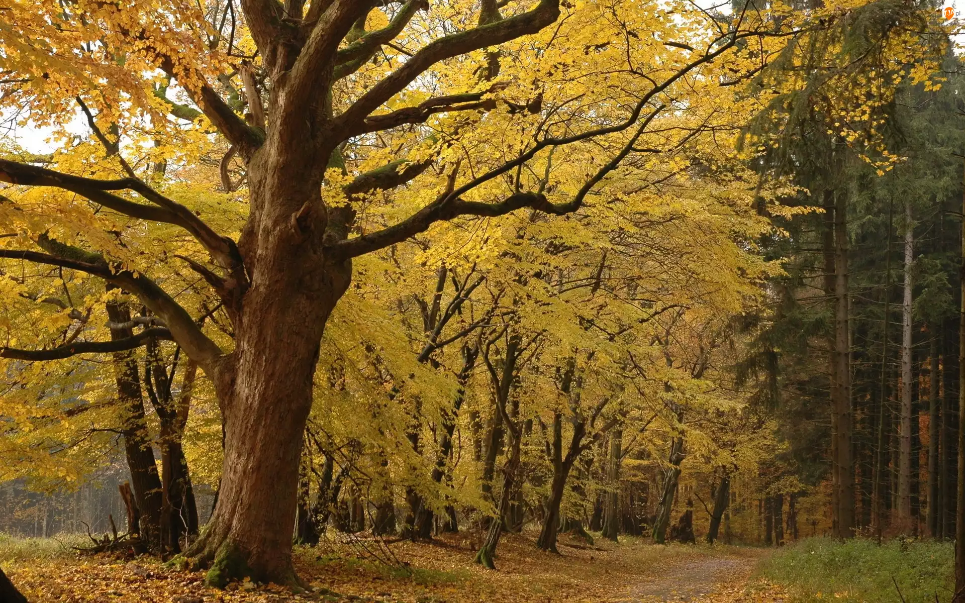 Park, Jesień, Drzewa, Liście