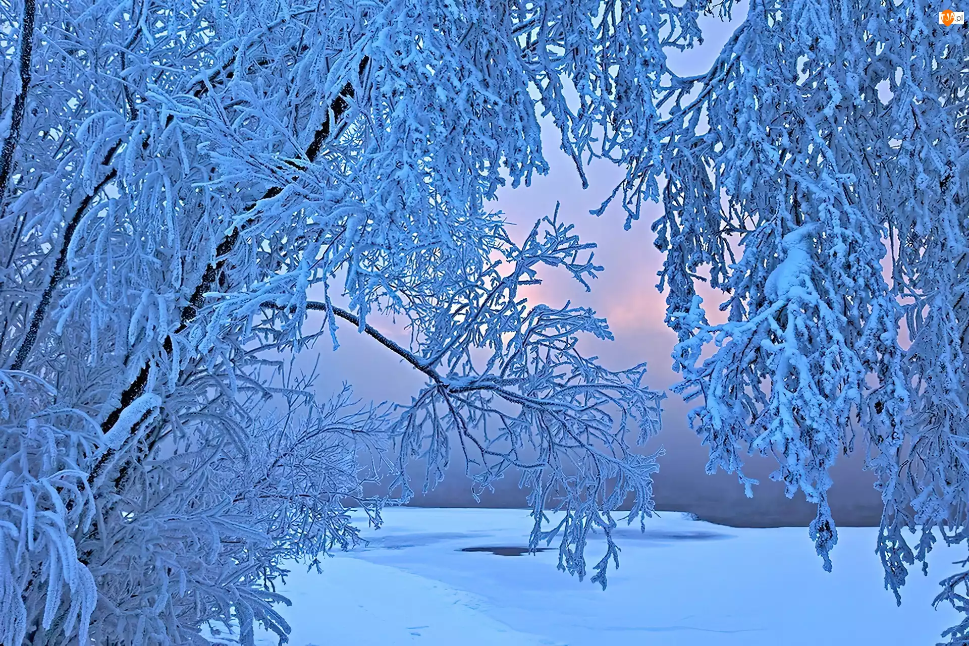 Zima, Ośnieżone, Drzewa