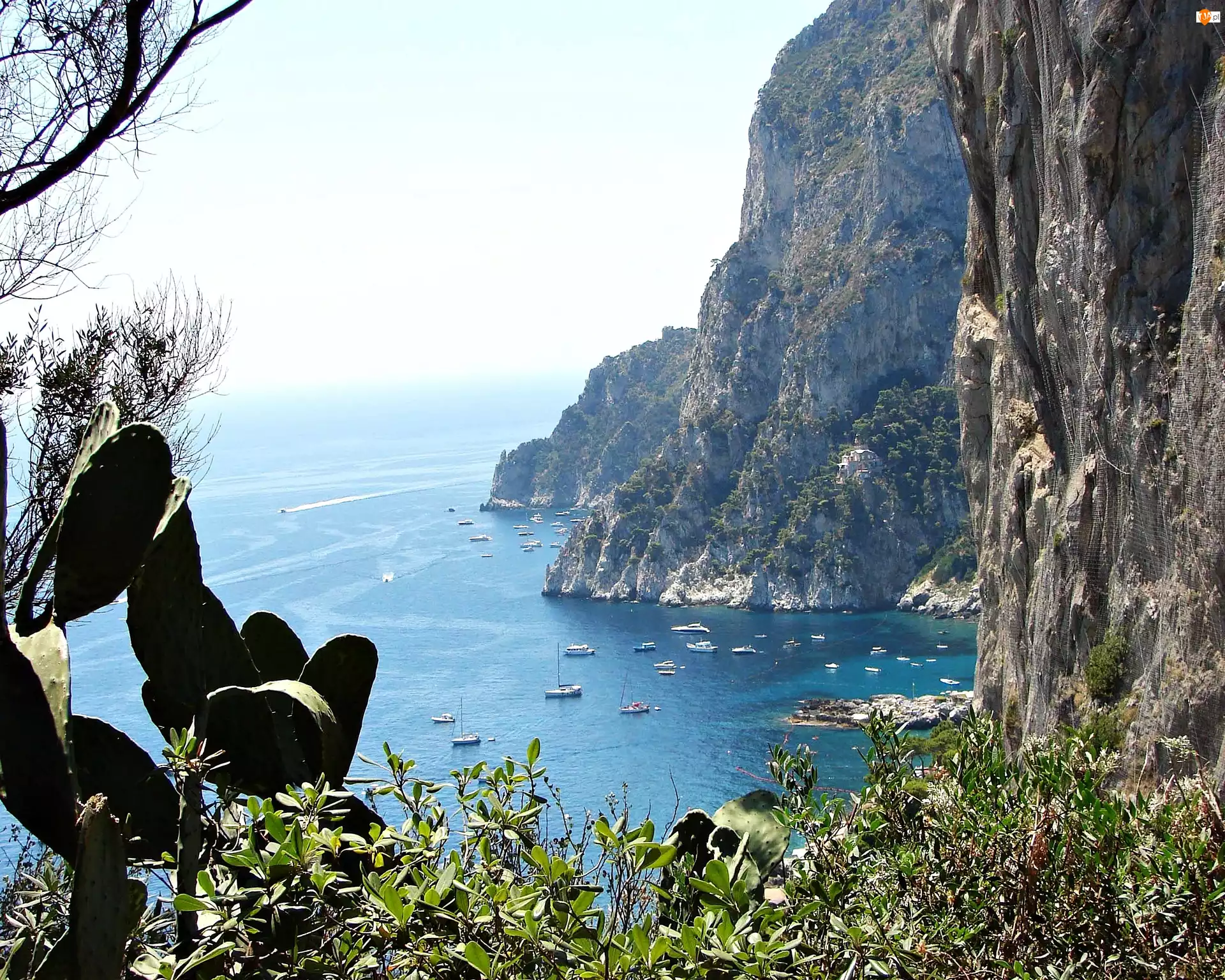 Wyspa, Kaktusy, Capri, Morze