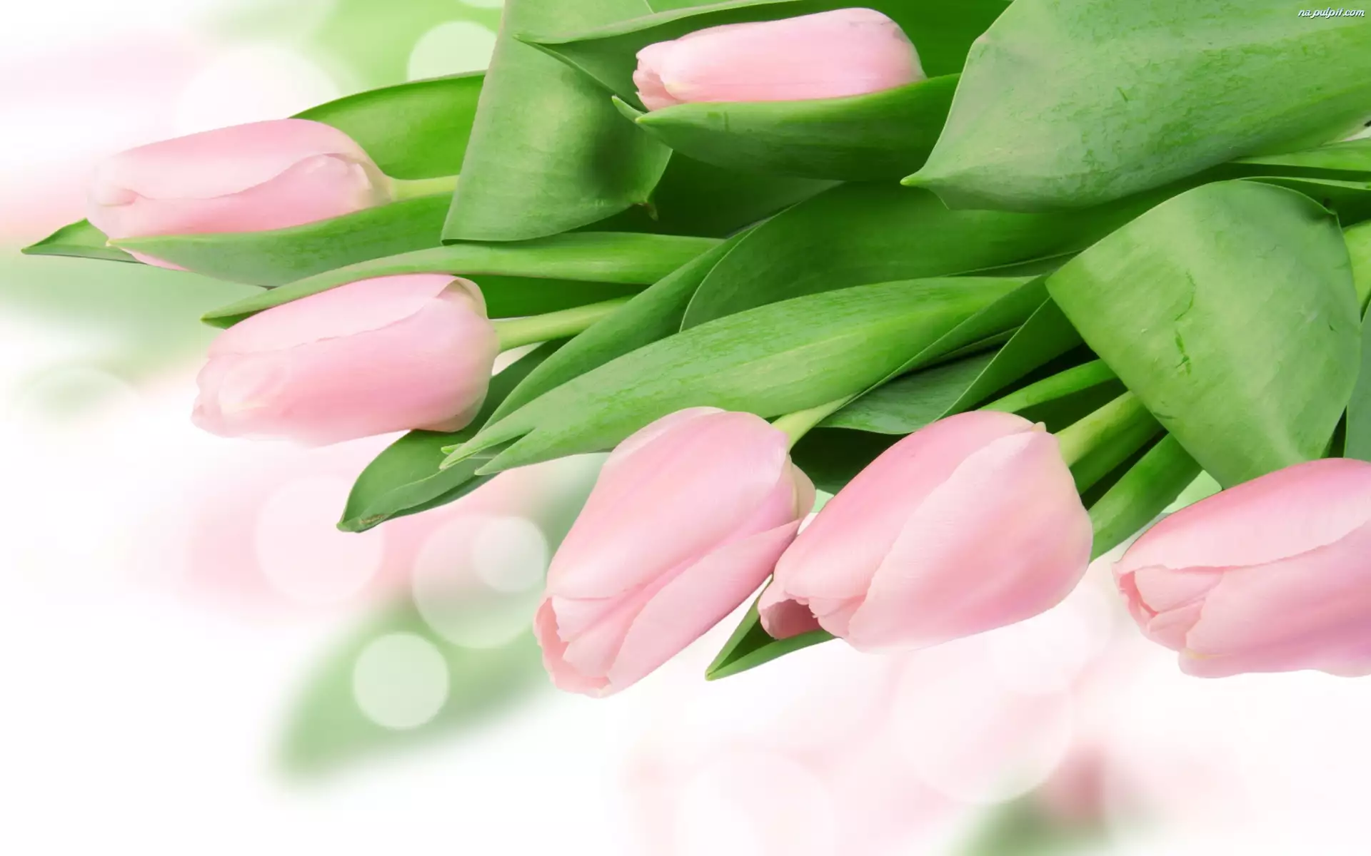 Tulipany, Kwiaty, Różowe