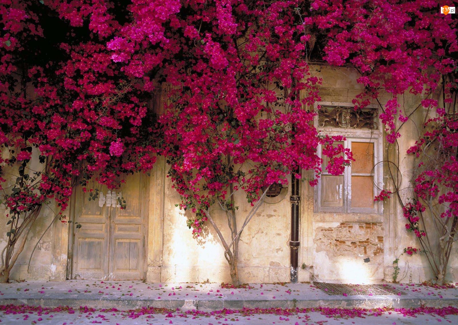 Kwiatami, Ściana, Domu, Pokryta