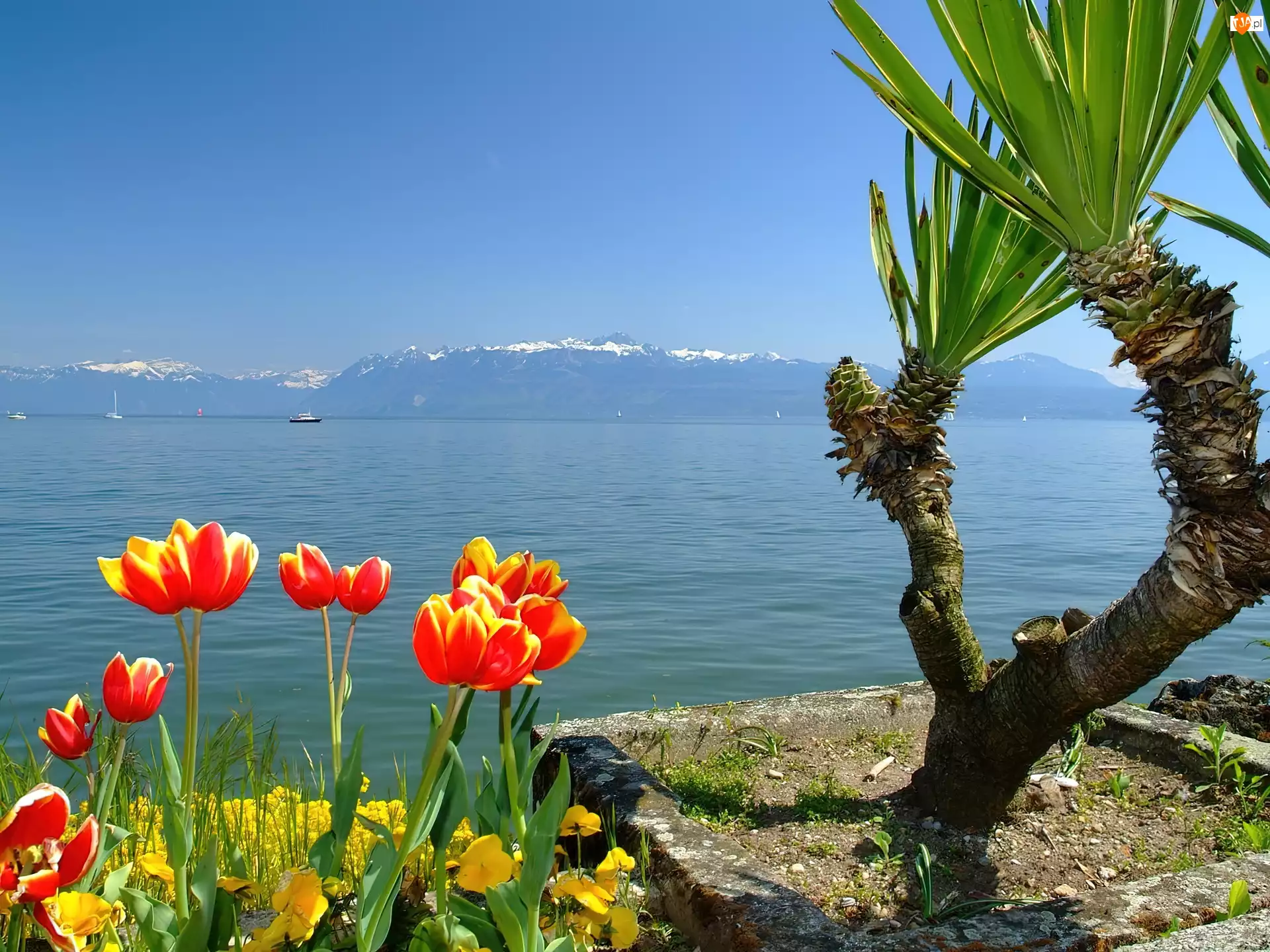 Palma, Jezioro, Tulipany