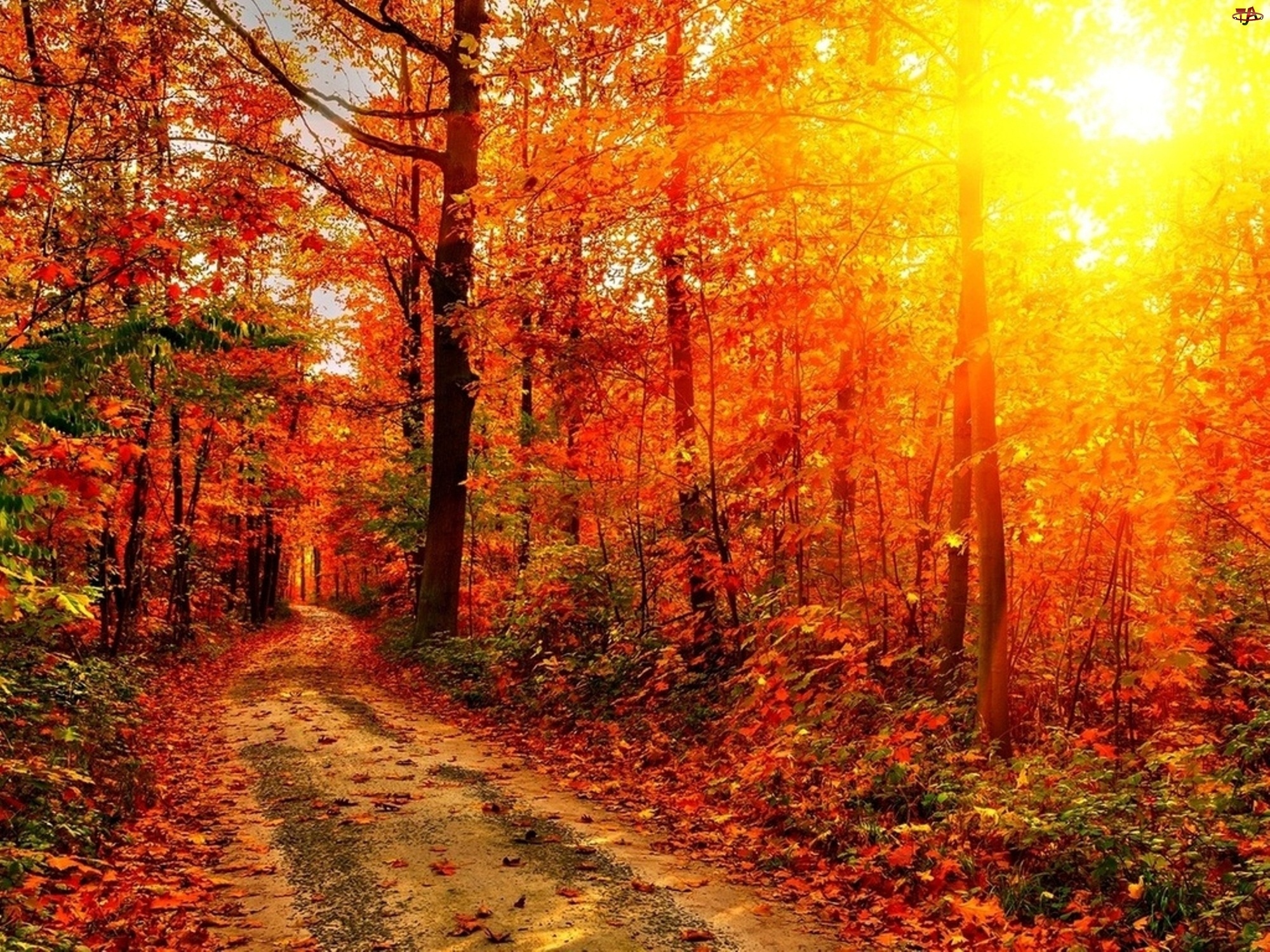 Jesień, Las, Promienie, Droga, Słońca