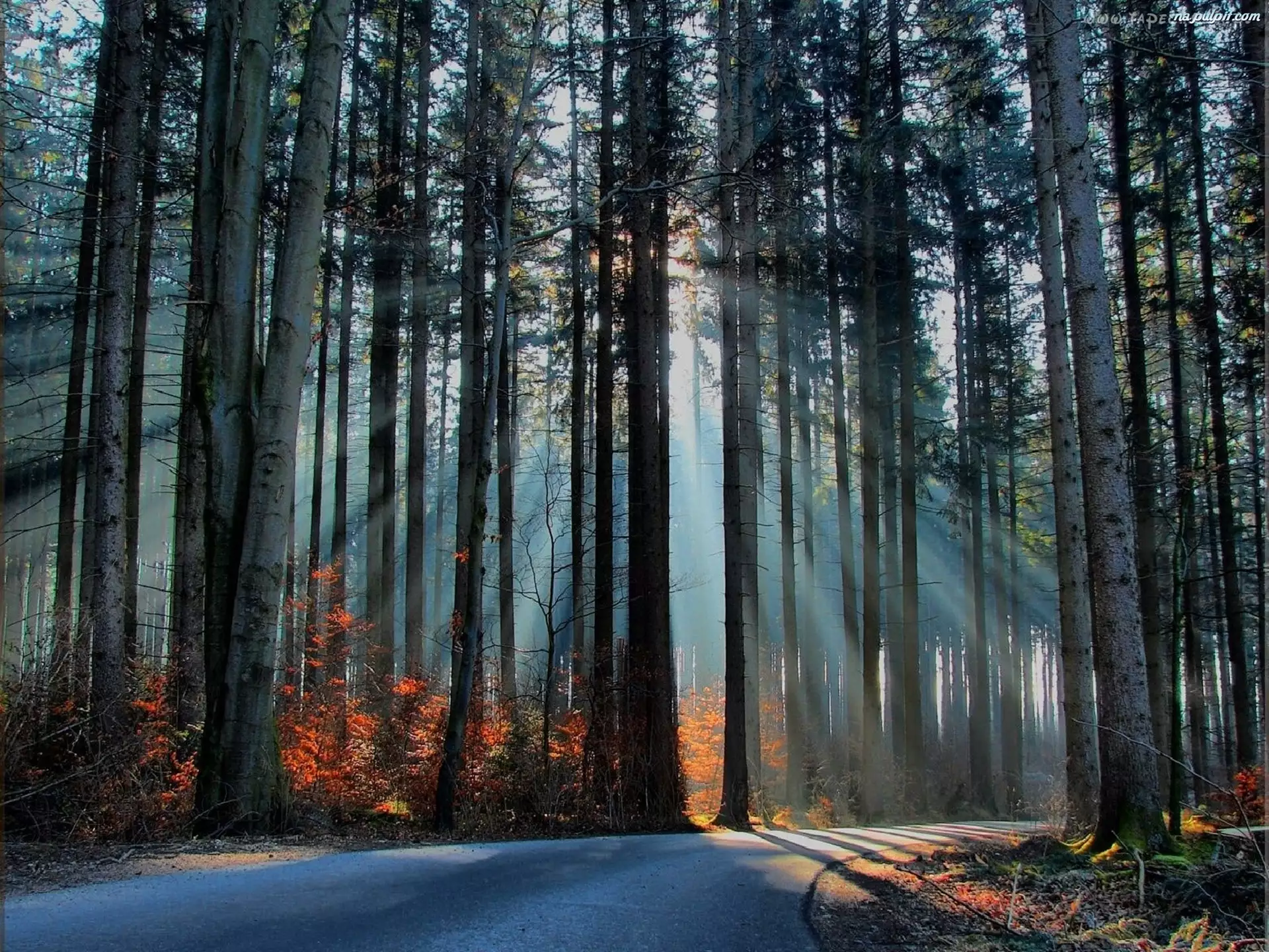 Droga, Światło, Drzewa, Przebijające