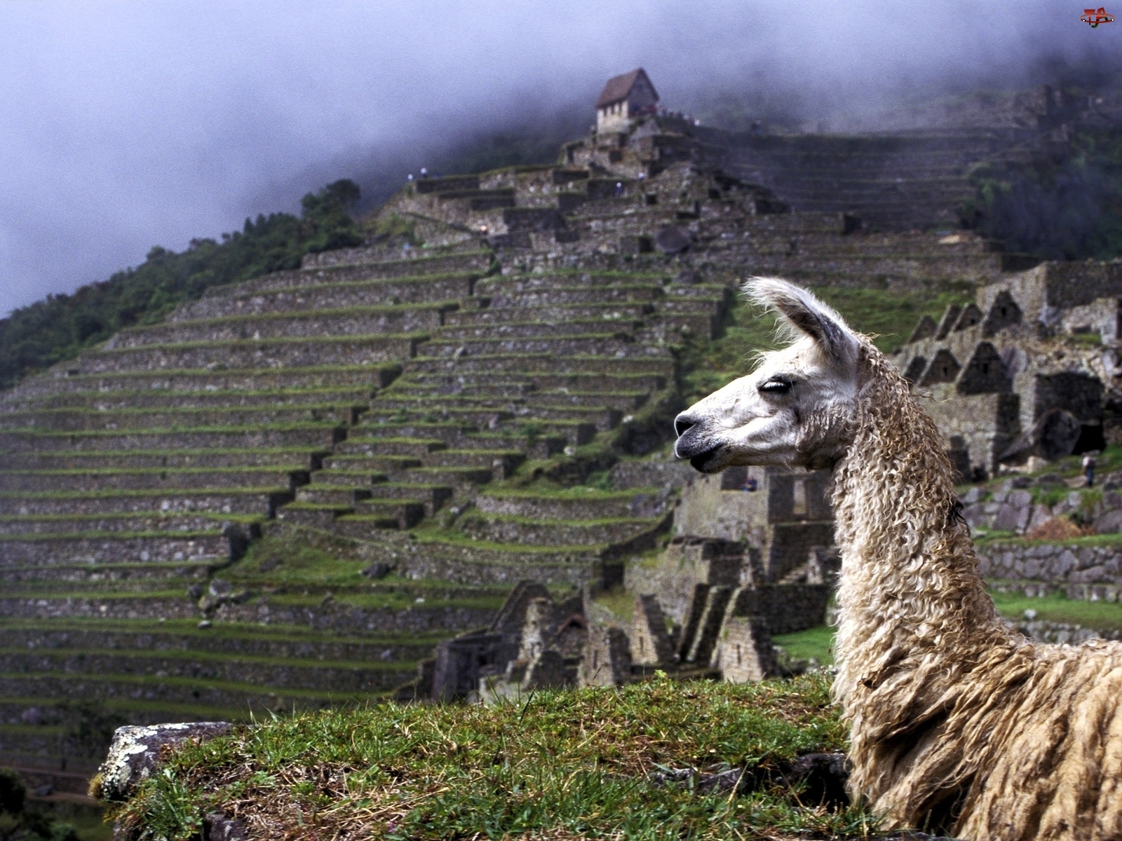 Peru, Lama, Machu Picchu