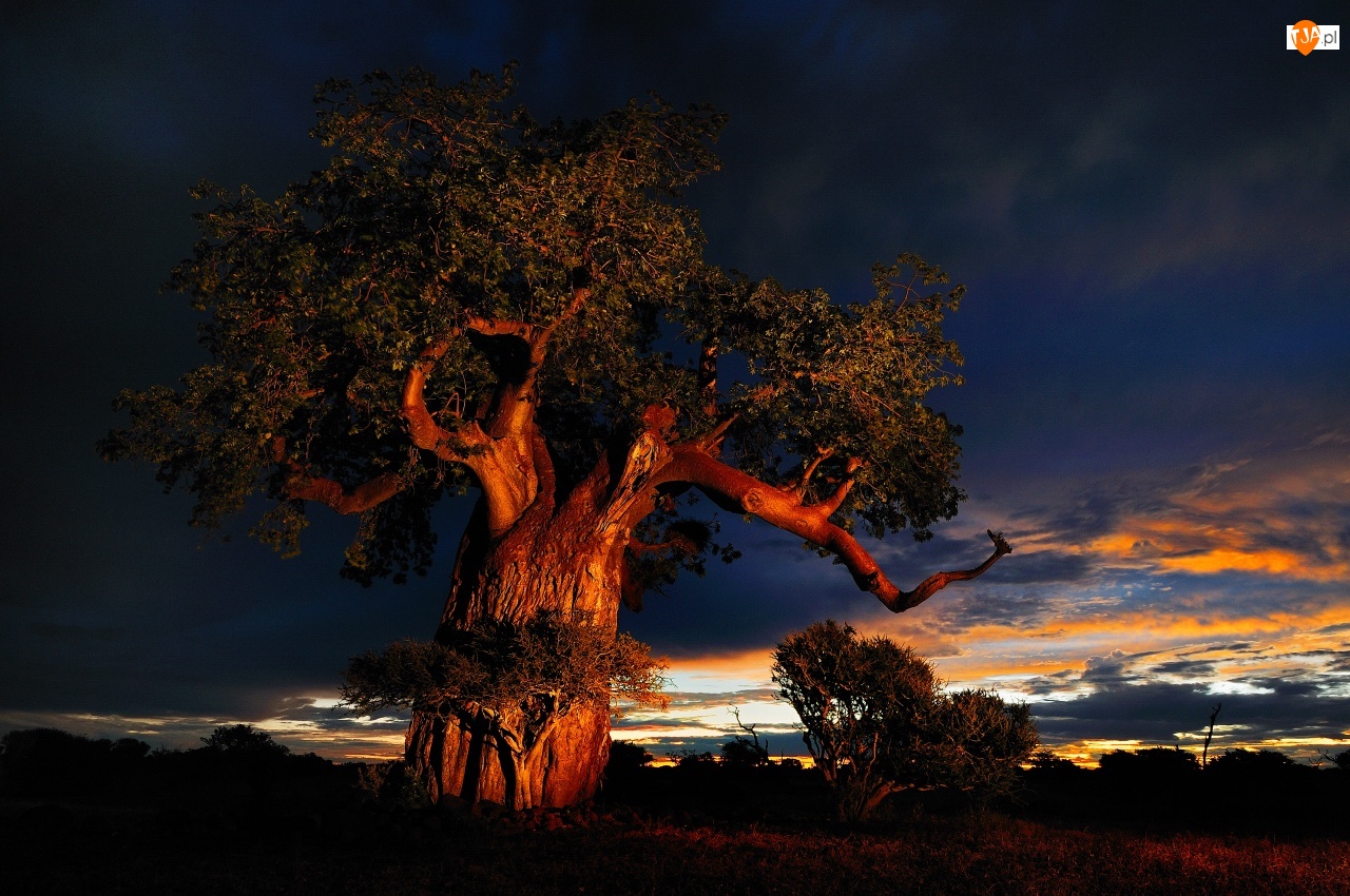 Zachód Słońca, Baobab, Chmury