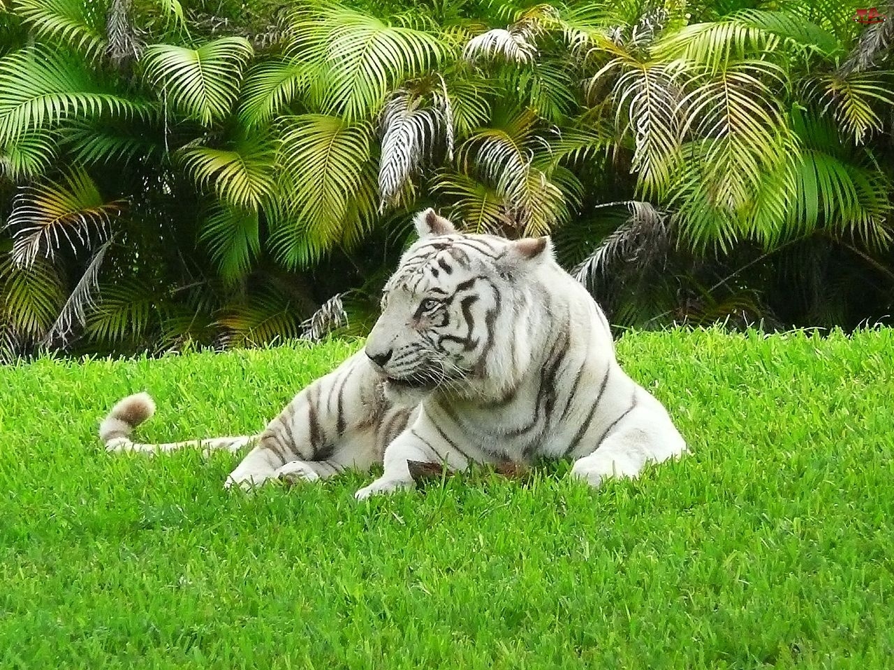 Palmy, Tygrys Bengalski, Trawa