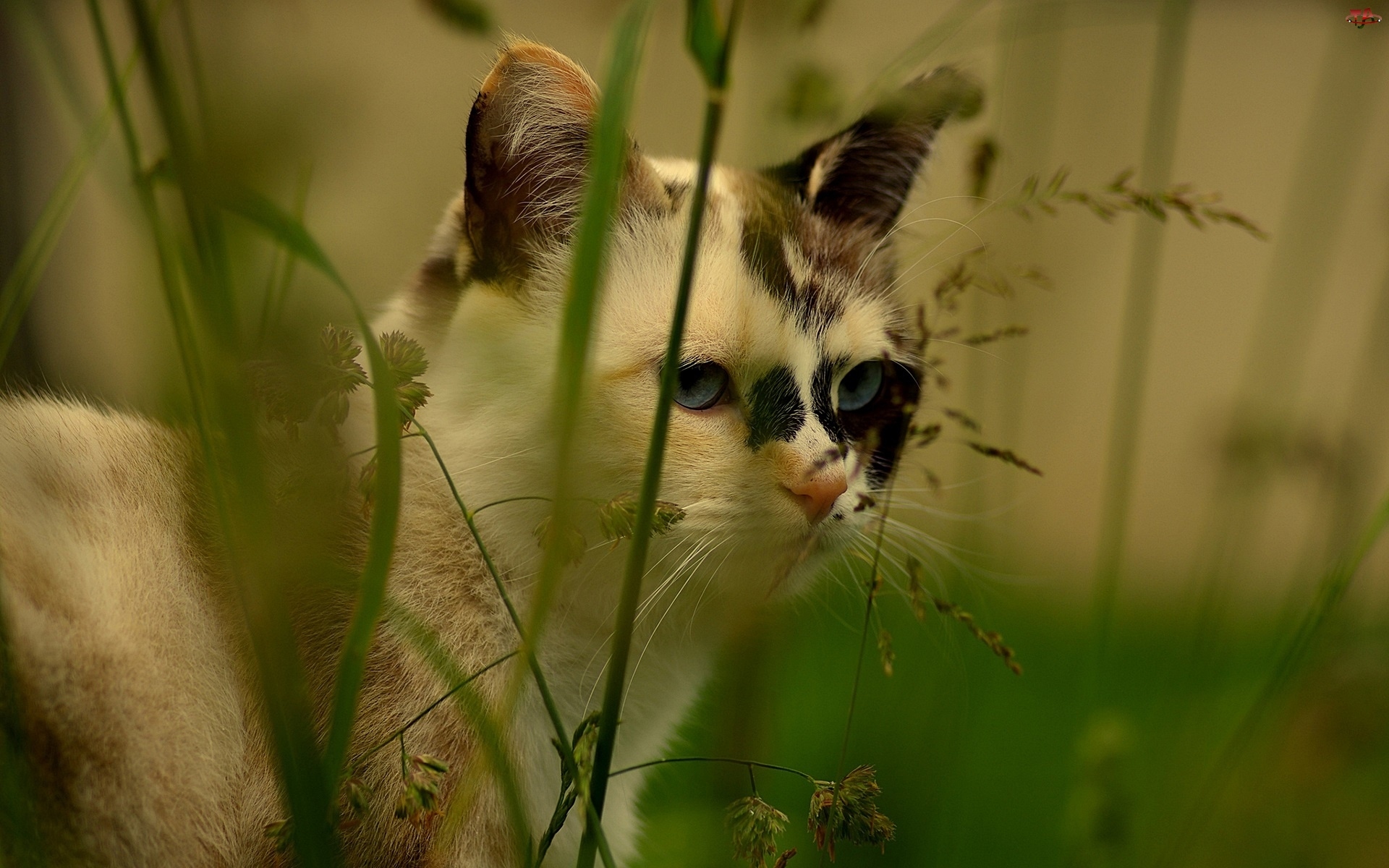 Kot, Rośliny
