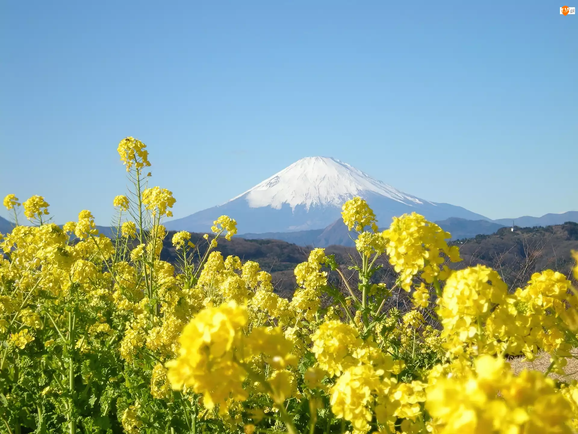Japonia, Kwiatki, Góra, Fuji