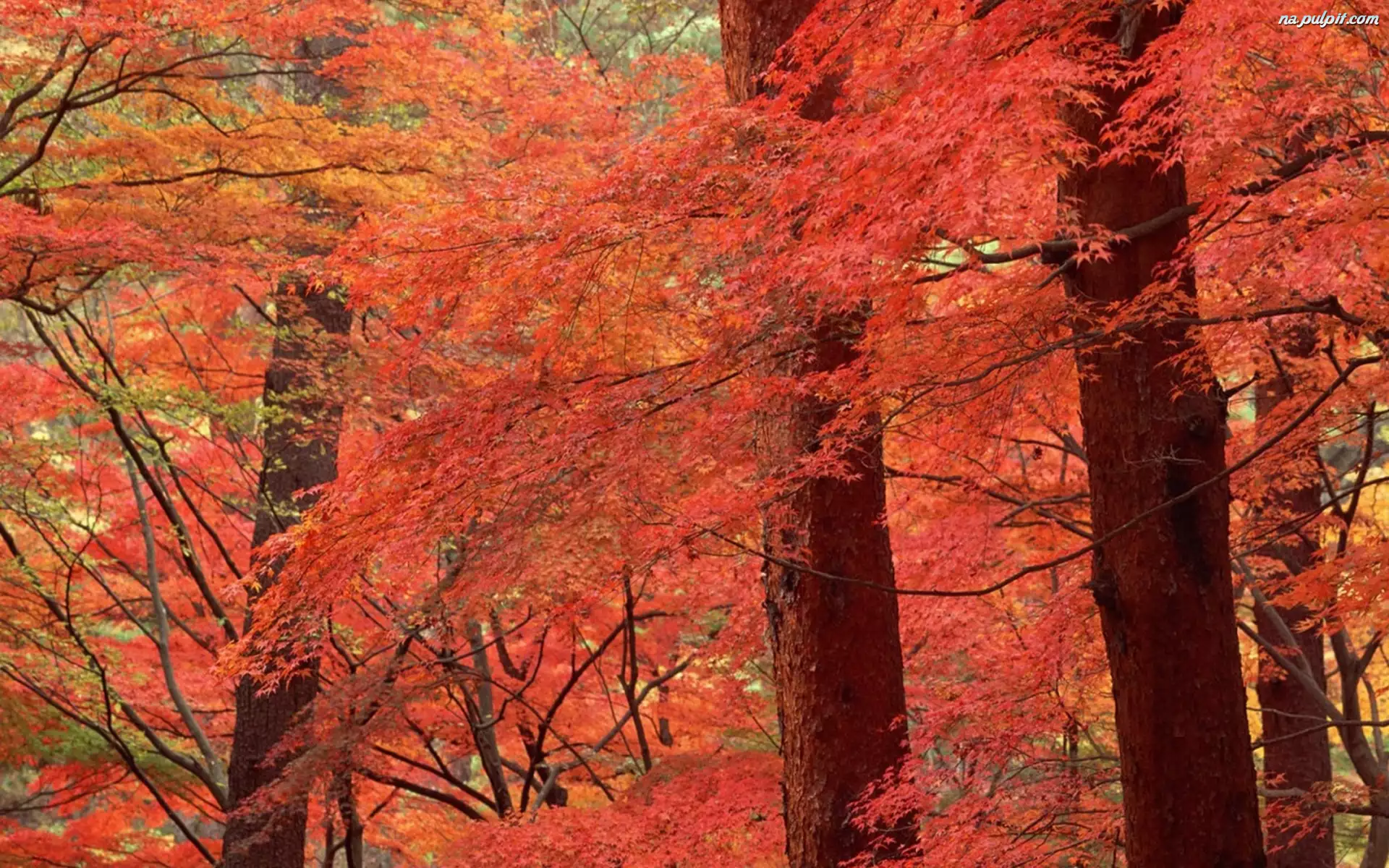 Drzewa, Las, Jesień, Kolorowe