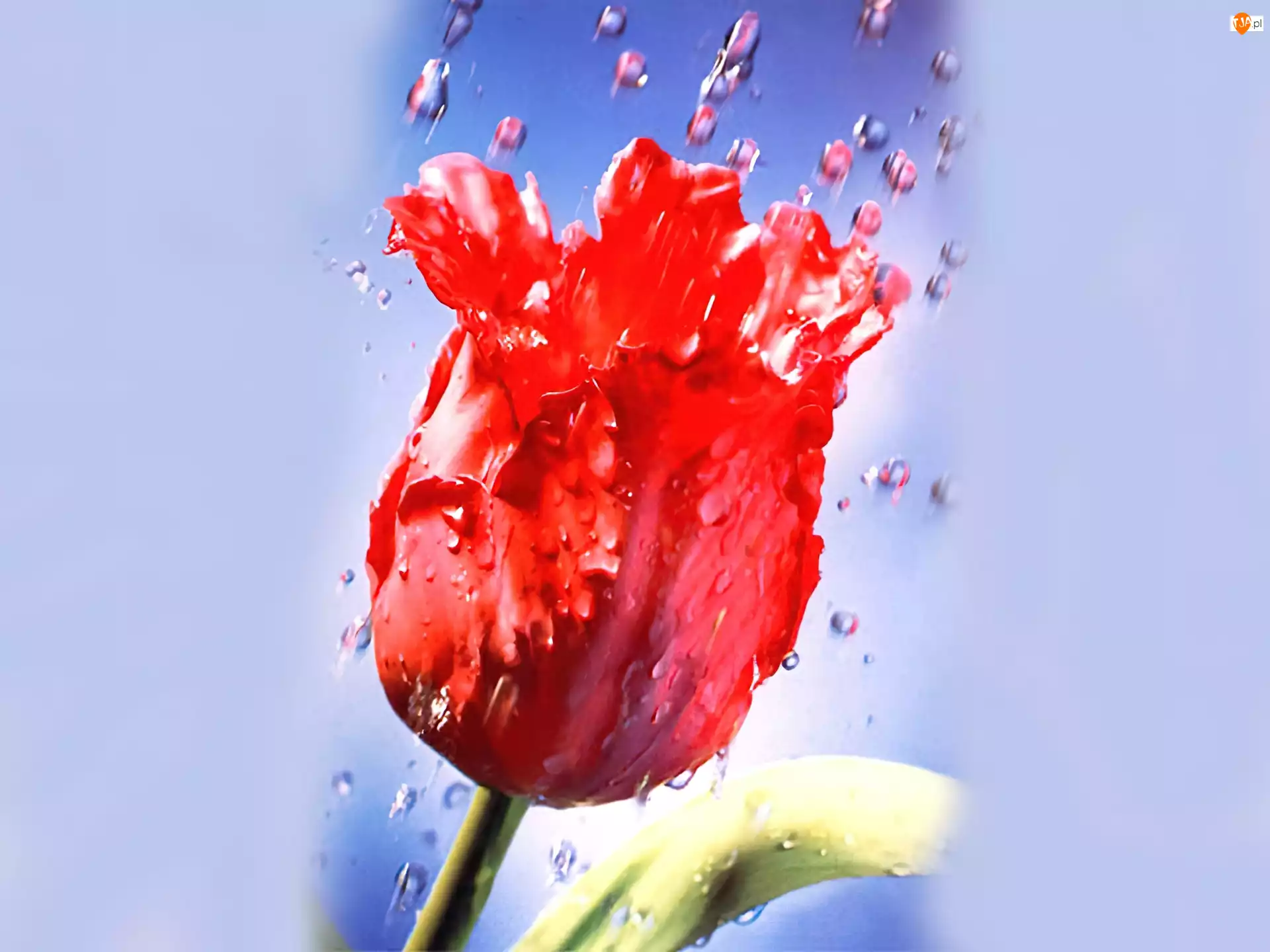 Deszcz, Czerwony, Tulipan