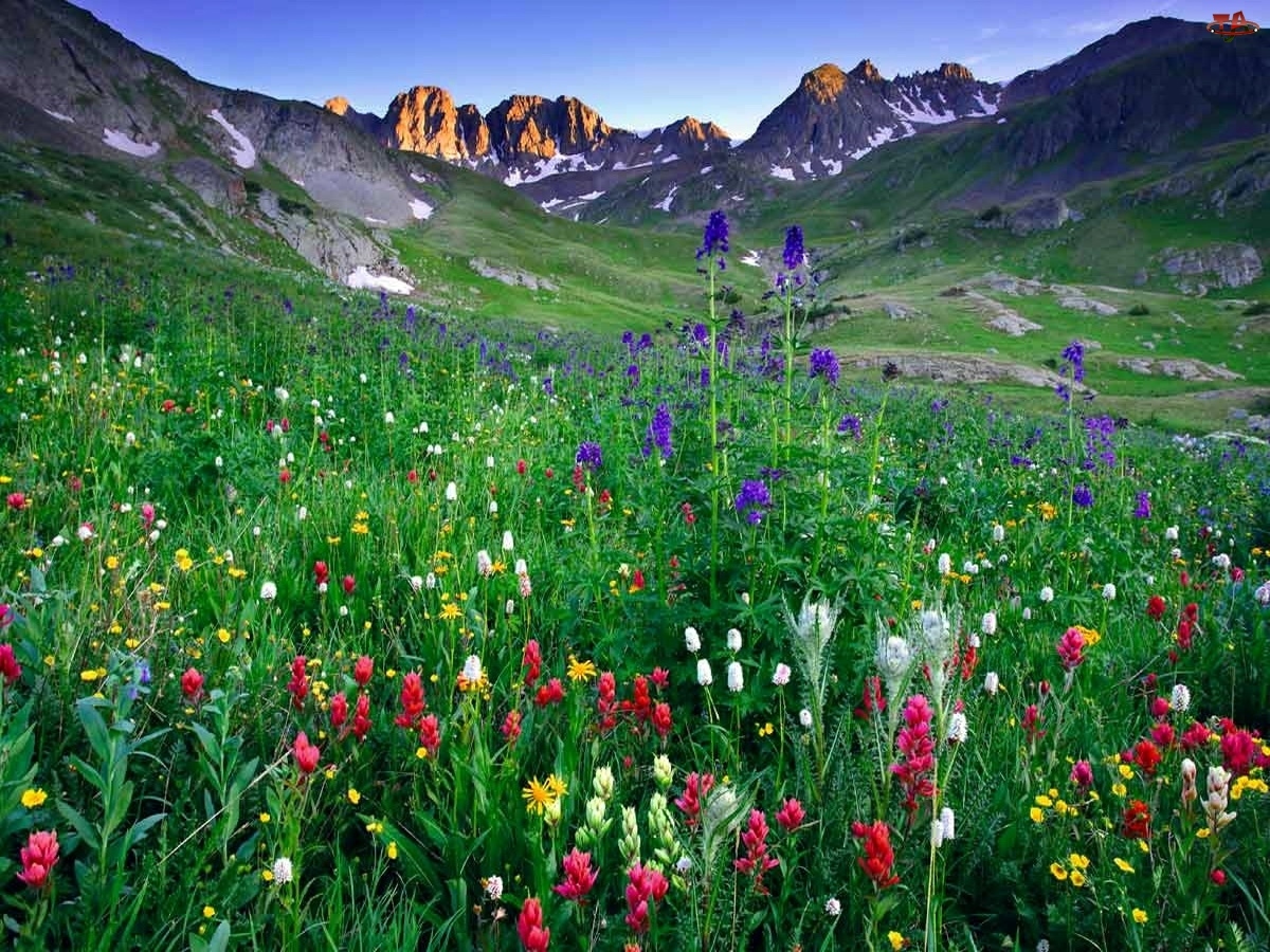 Kwiaty, Góry, Łąka, Kolorowe