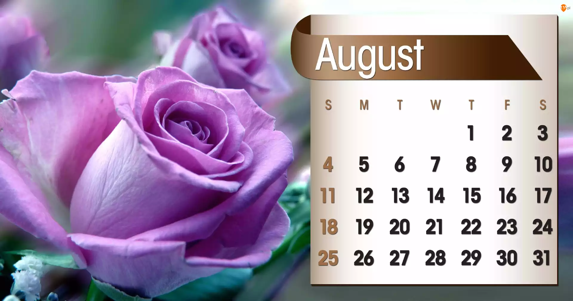 Kalendarz, 2013r, Róża, Sierpień