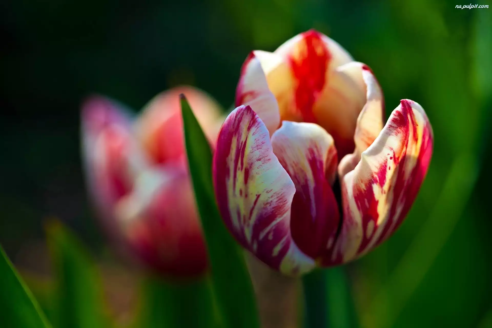 Tulipan, Czerwono, Biały