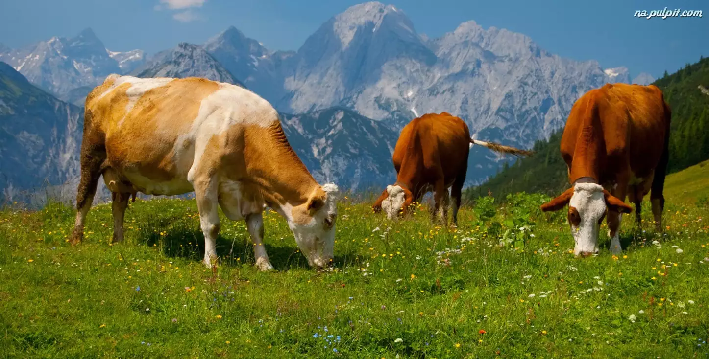 Krowy, Trawa, Góry, Alpy