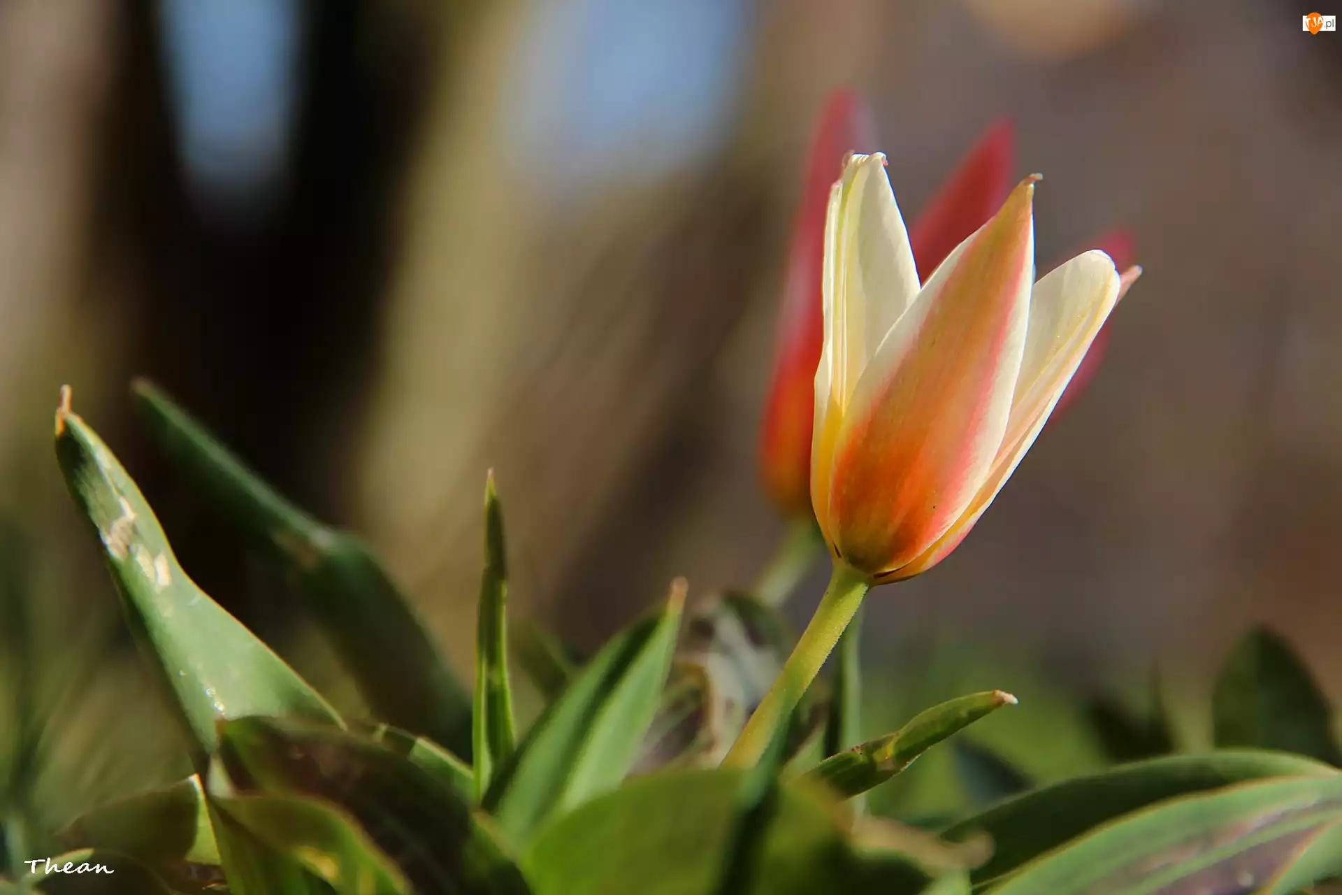 Wiosna, Tulipan, Kwiat