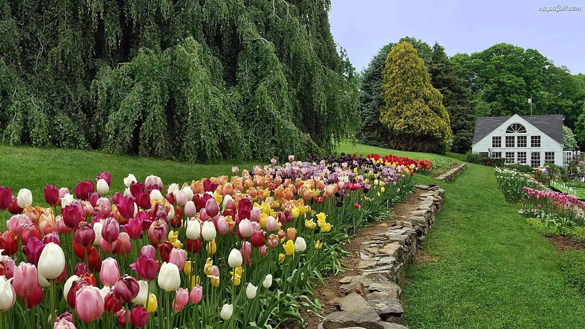 Dom, Kolorowe, Tulipany, Ogród