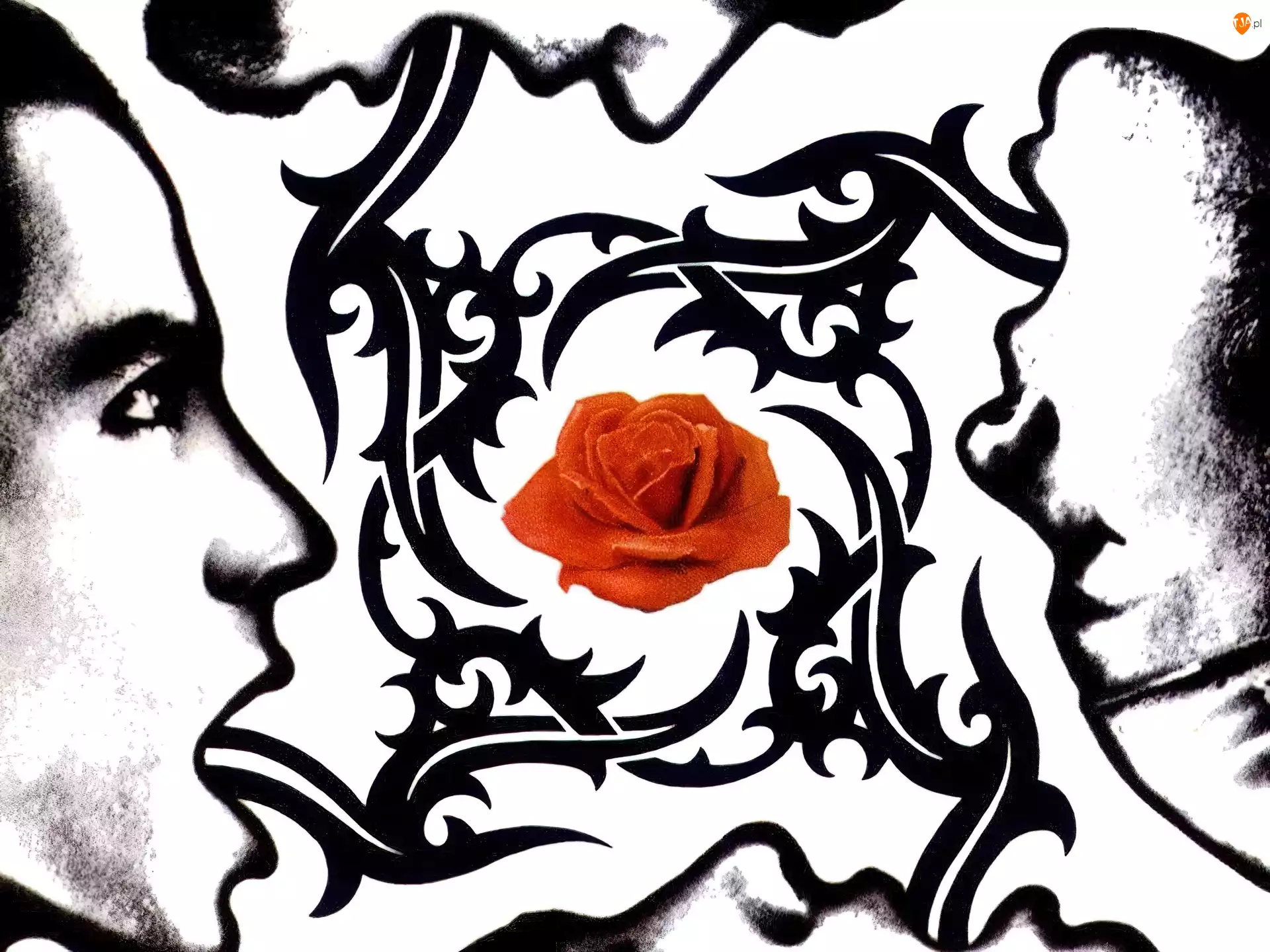 twarz, Red Hot Chili Peppers, róża