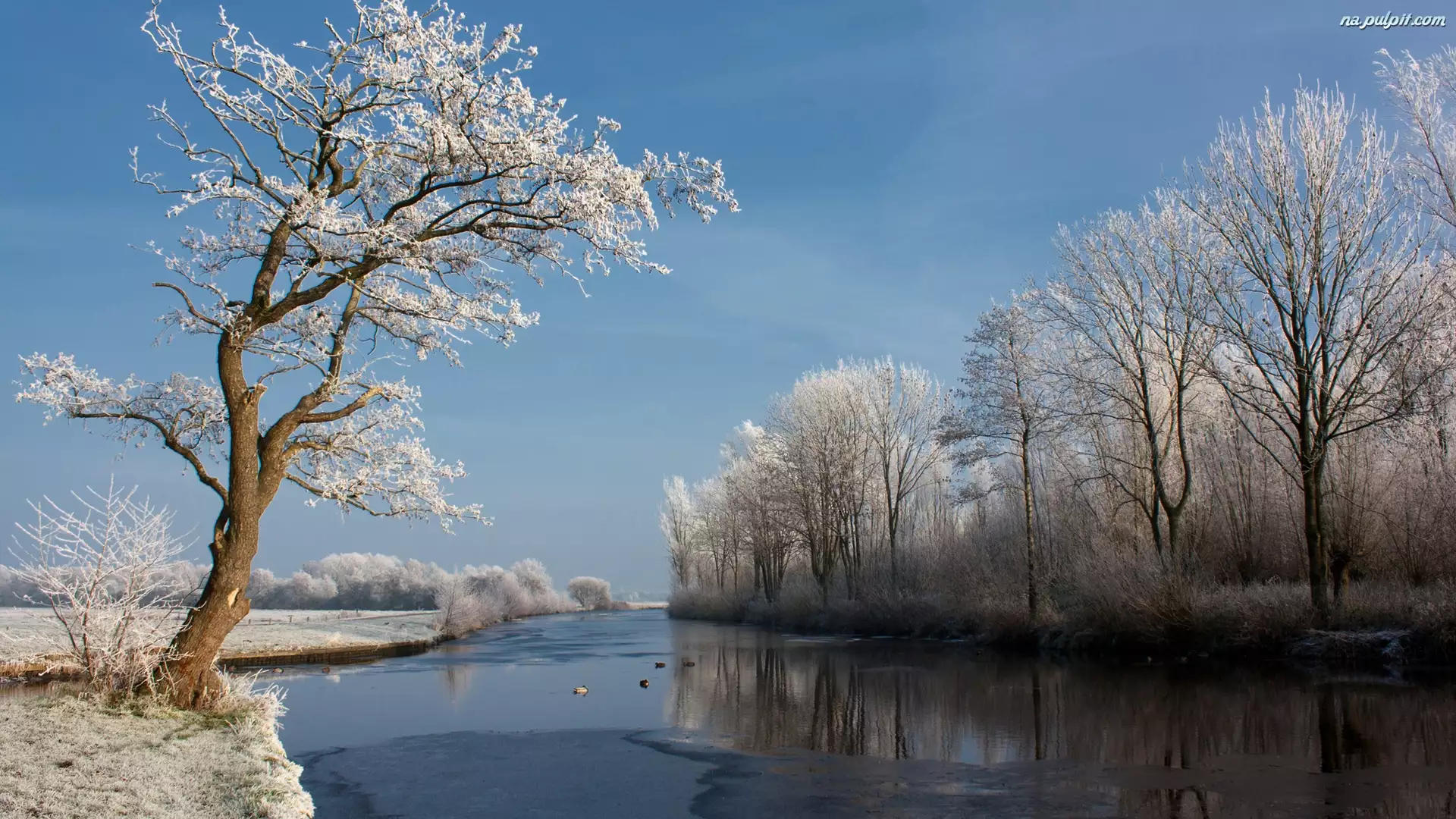 Rzeka, Widok, Drzewa, Zimowy