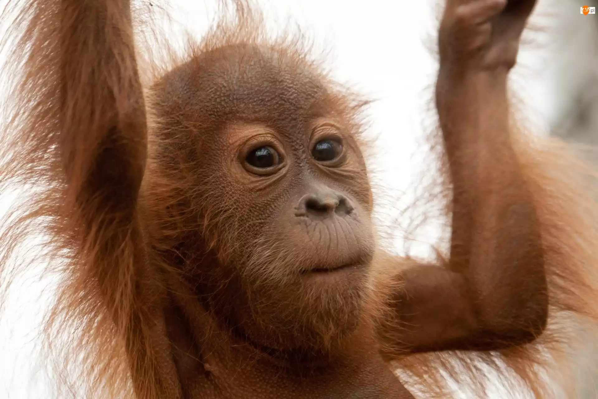 Futro, Młody, Orangutan