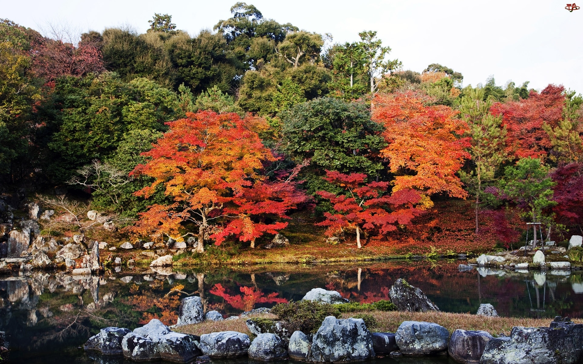 Drzewa, Japonia, Rzeka, Kyoto, Kolorowe