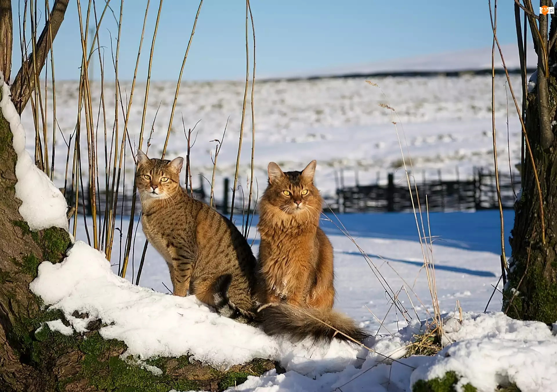 Śnieg, Dwa, Koty