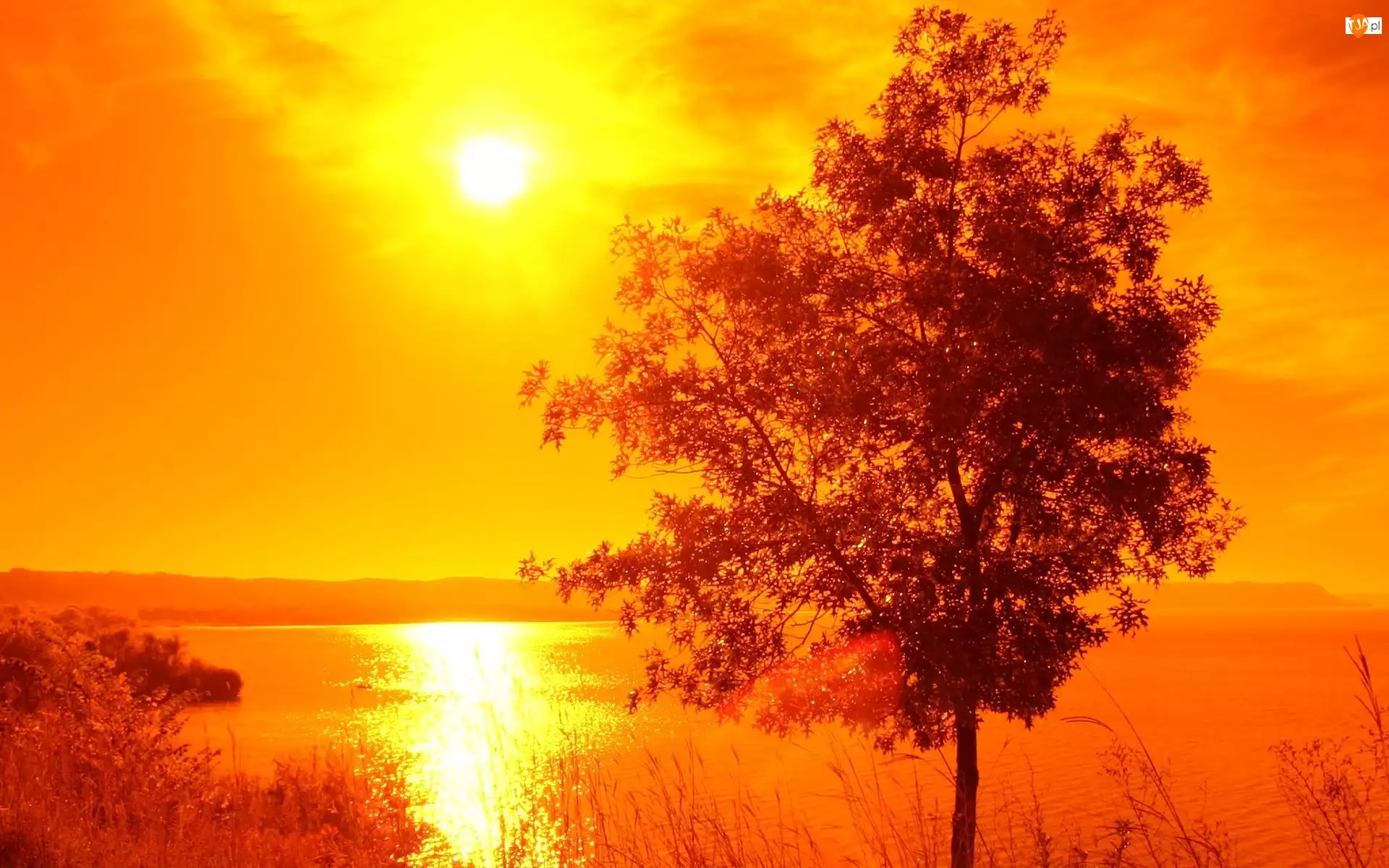 Zachód Słońca, Jezioro, Drzewo