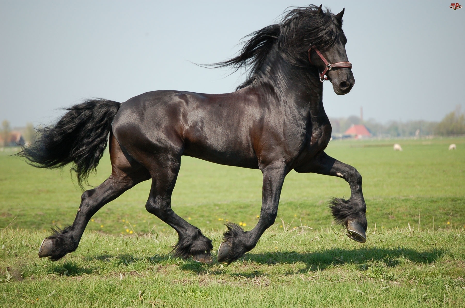 Koń, Czarny