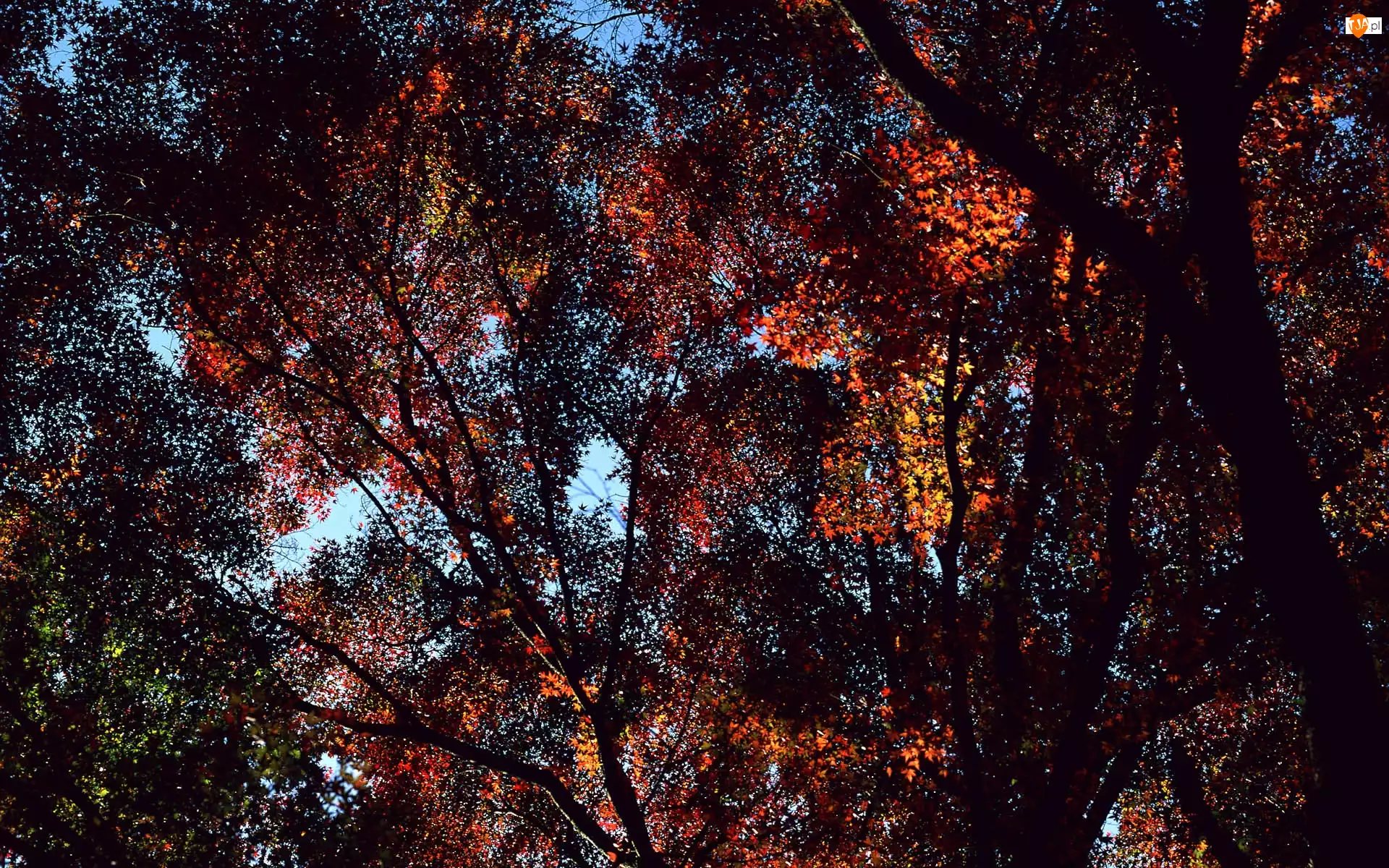 Jesień, Korona, Drzew