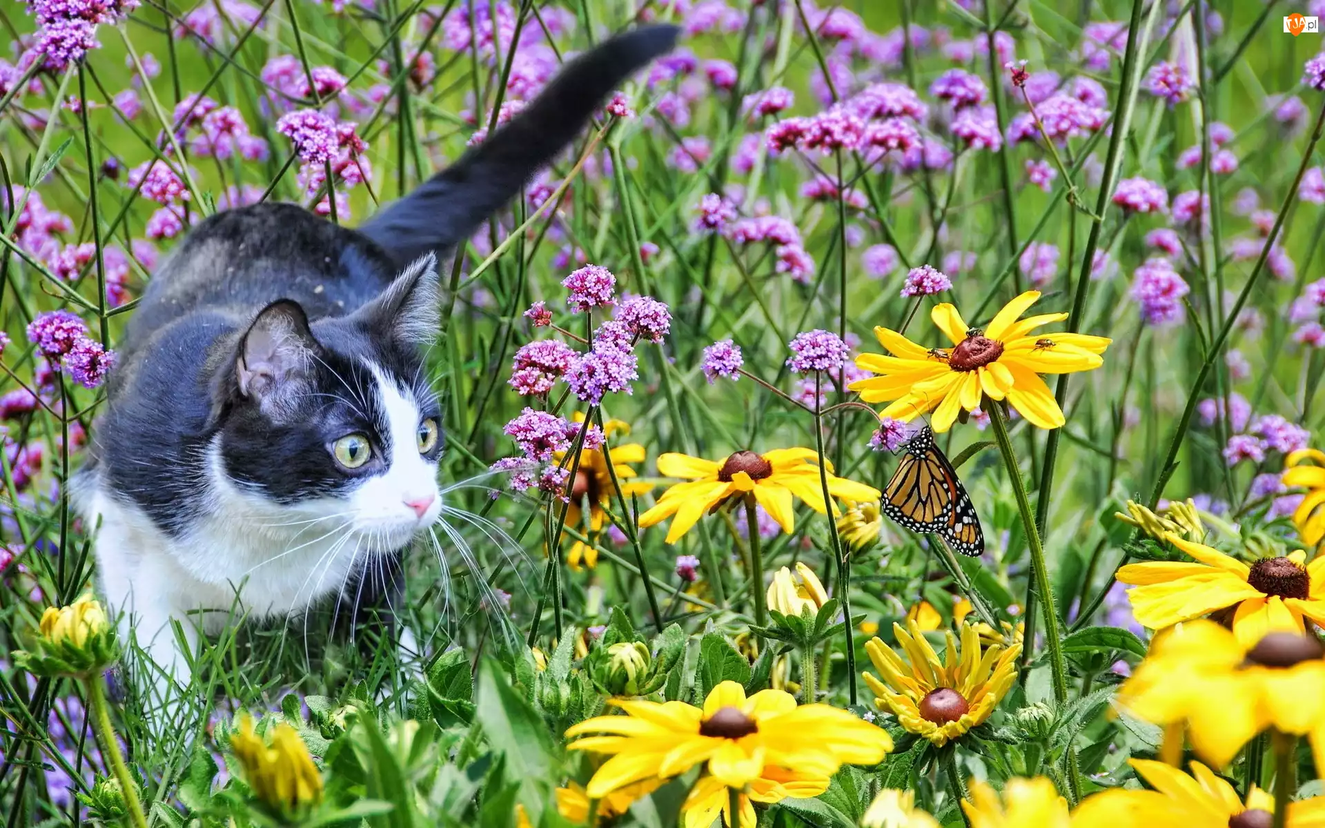 Kot, Motyl, Łąka, Kwiaty