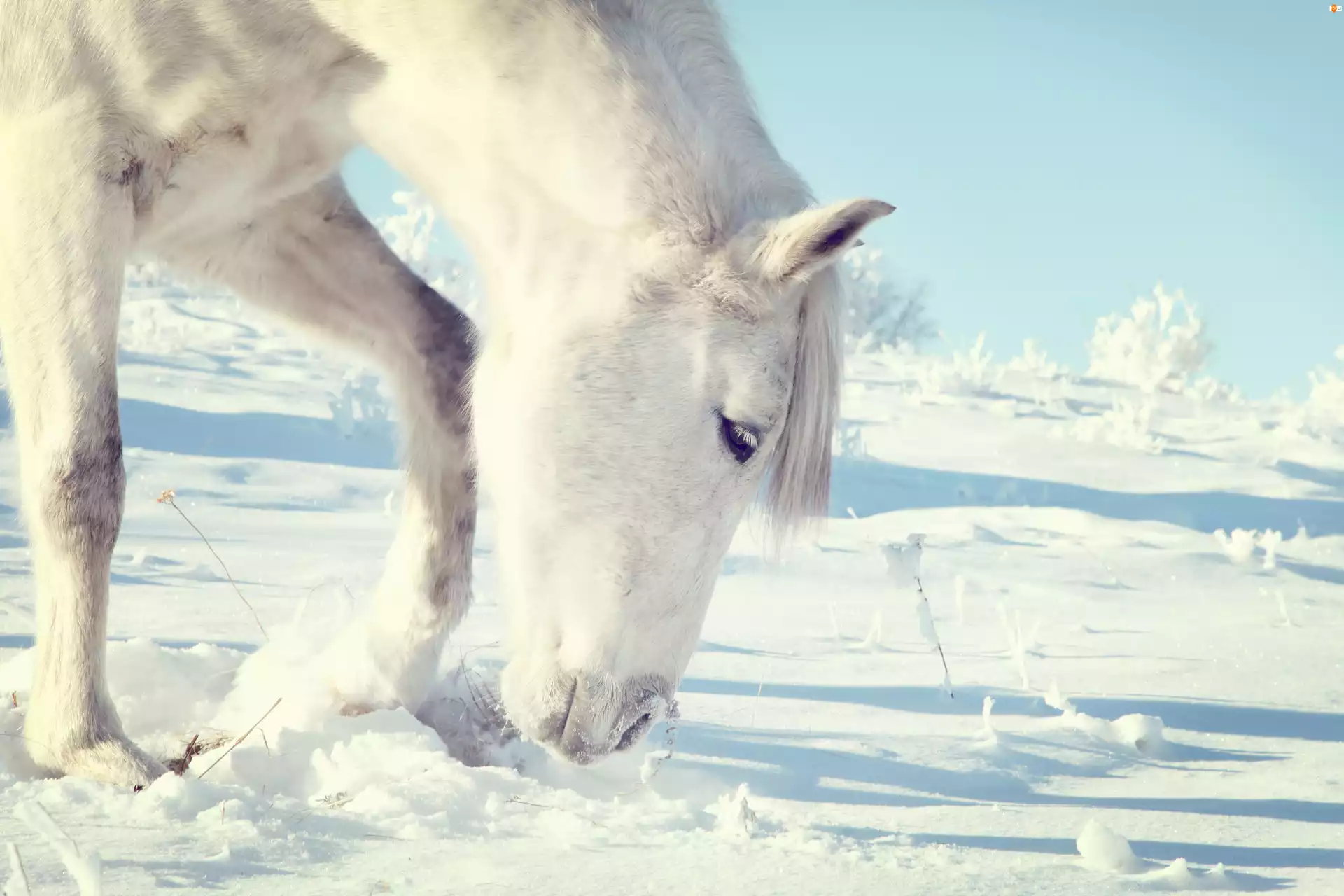 Śnieg, Biały, Koń