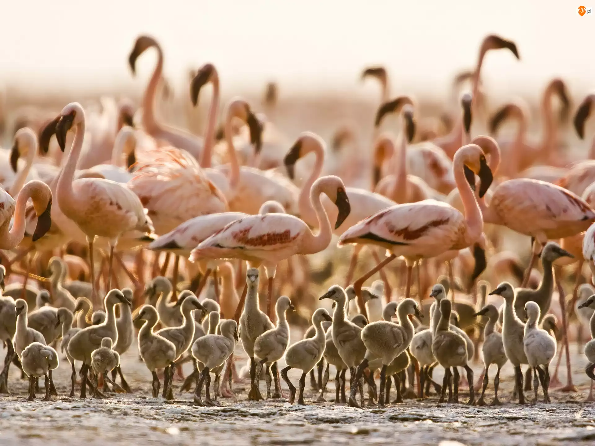 Tanzania, Flamingi, Pisklęta