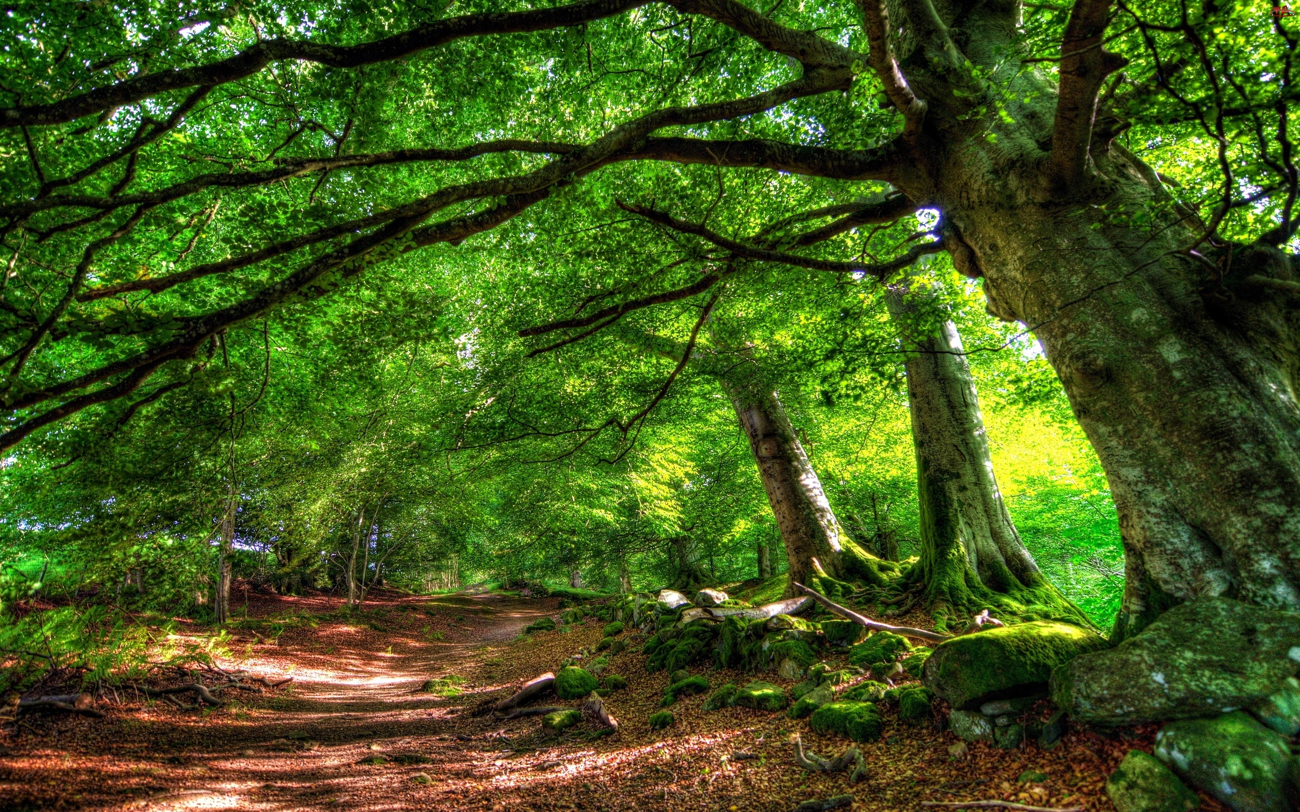 Las, Ścieżka, Przez