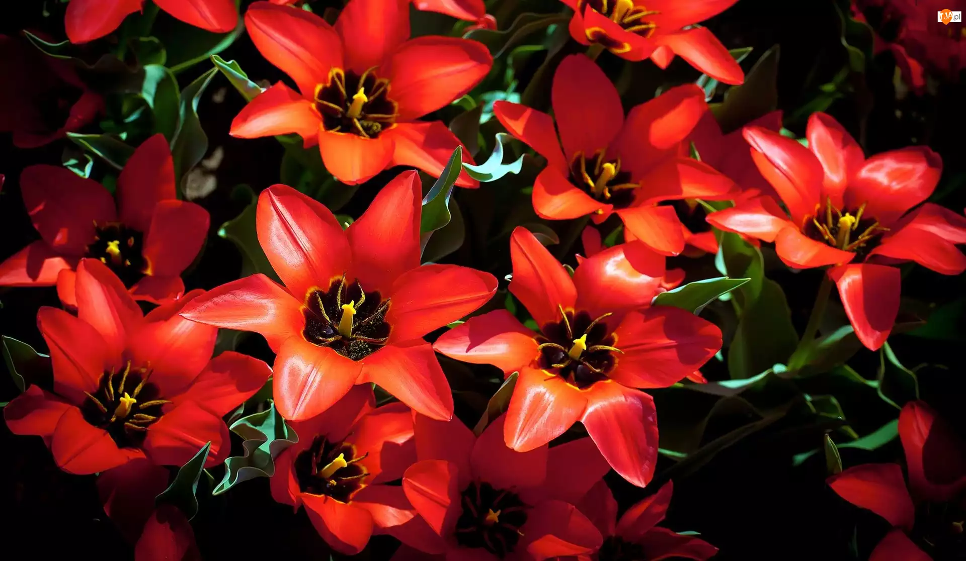 Tulipany, Czerwone, Rozkwitnięte