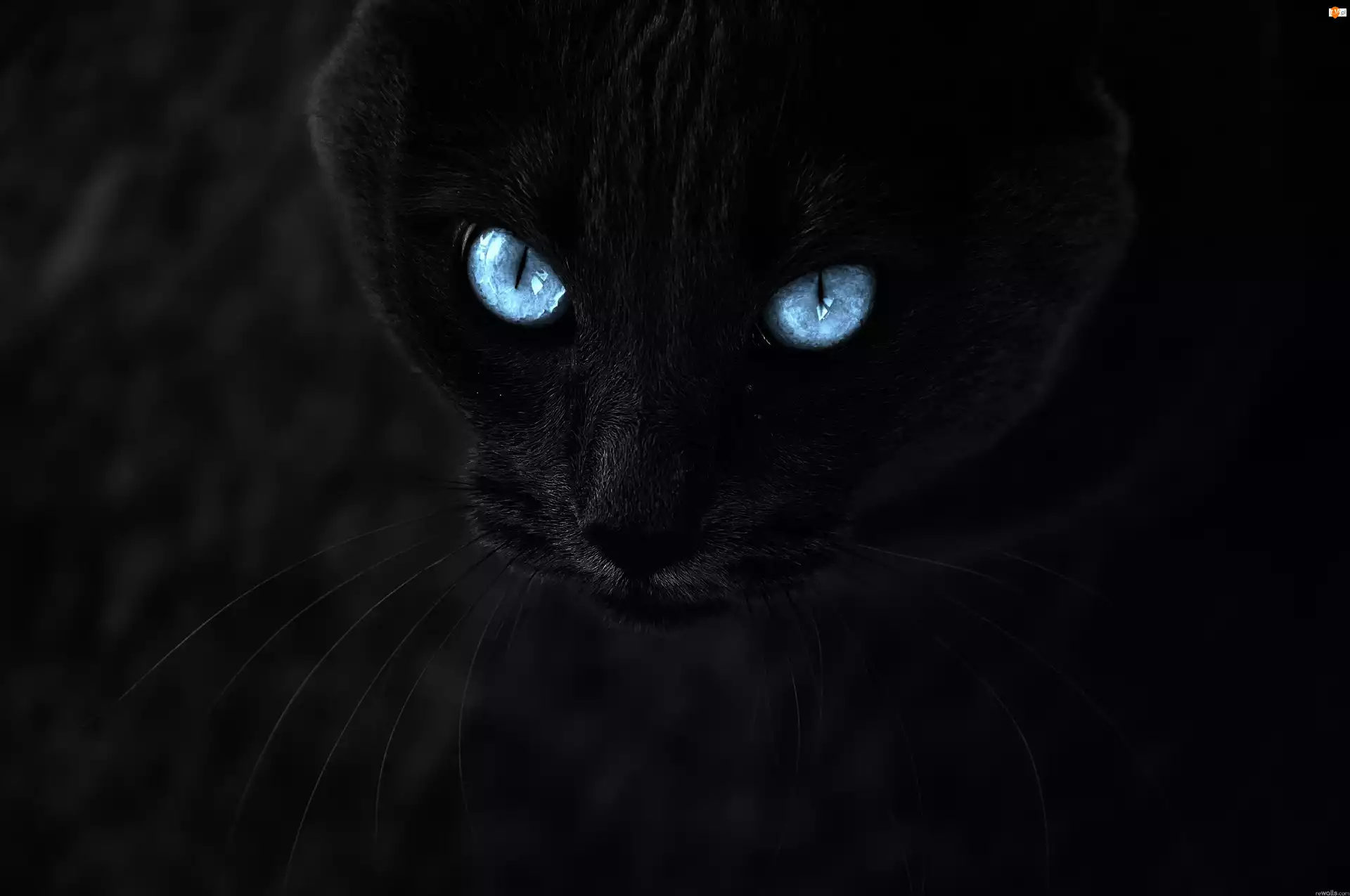 Oczy, Czarny, Kot, Świecące