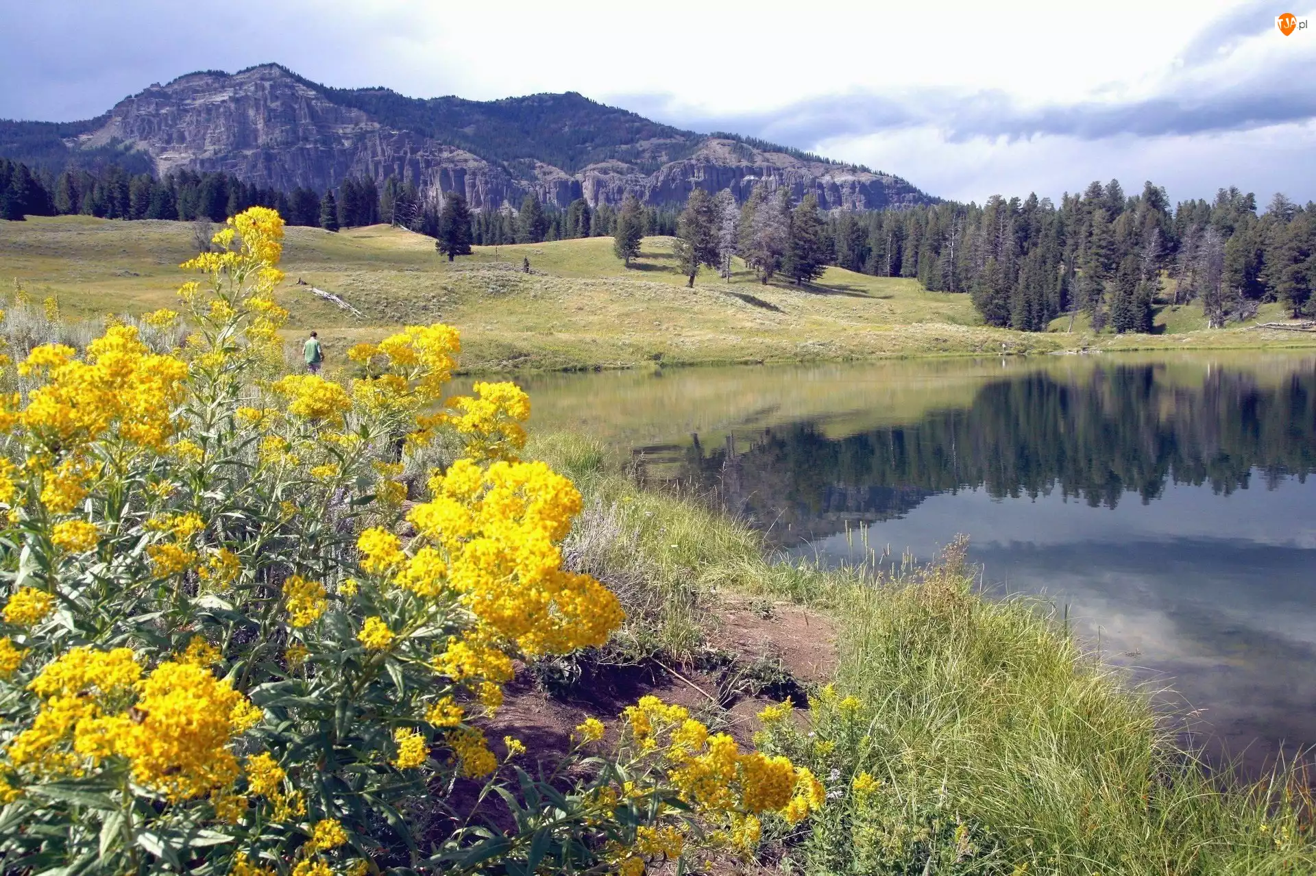 Montana, Jeziorko, Stany Zjednoczone, Góry, Park Narodowy Yellowstone, Kwiaty