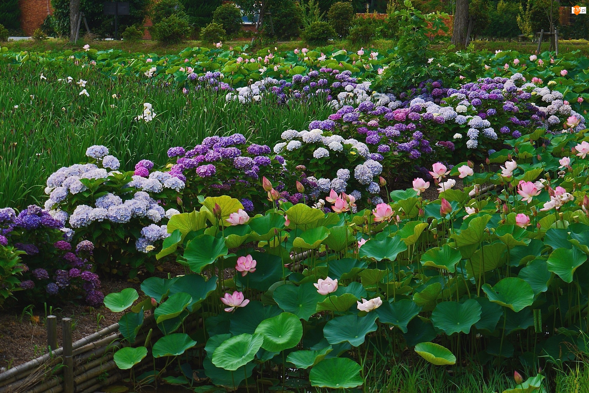 Kwiaty, Park, Lotosu, Hortensja