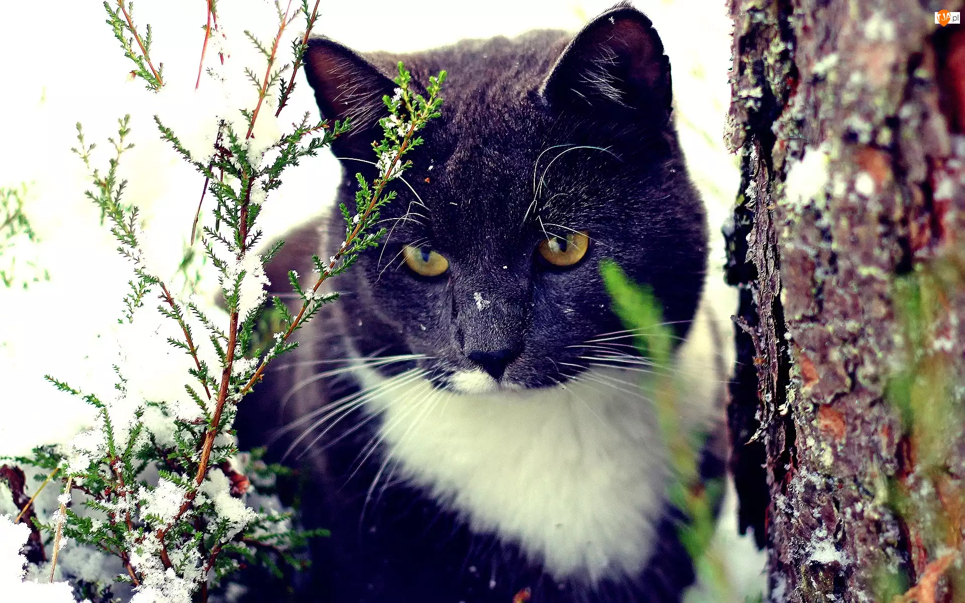 Zima, Kot, Drzewo