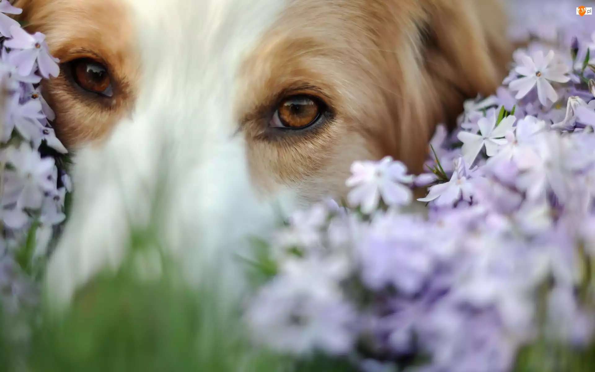Kwiatuszki, Pies, Fioletowe
