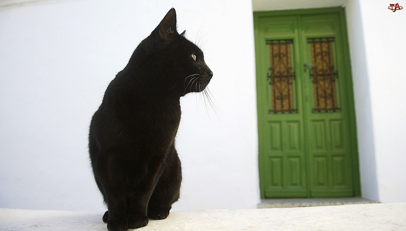 Drzwi, Czarny, Kot, Zielone