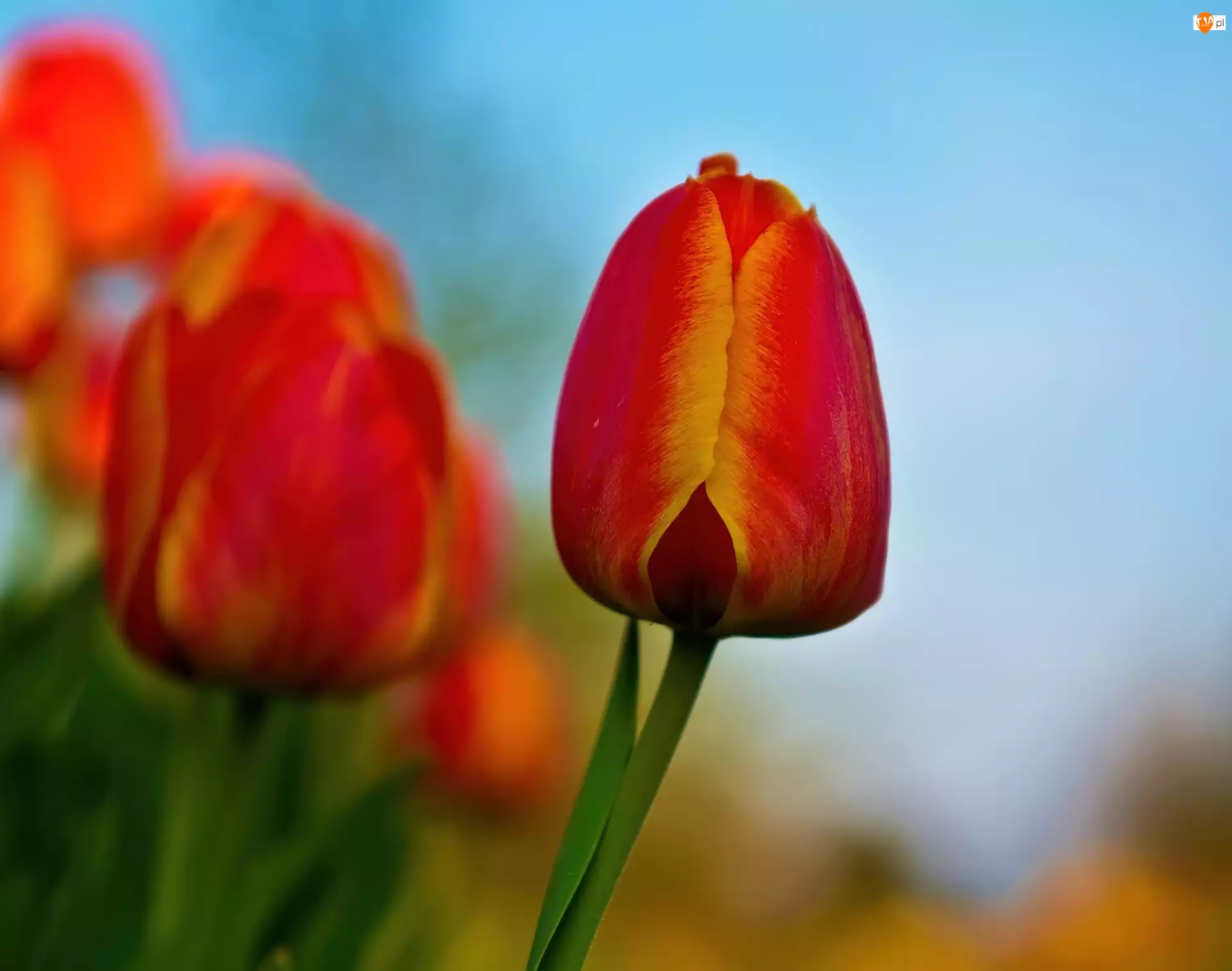 Tulipany, Czerwono, Żółte