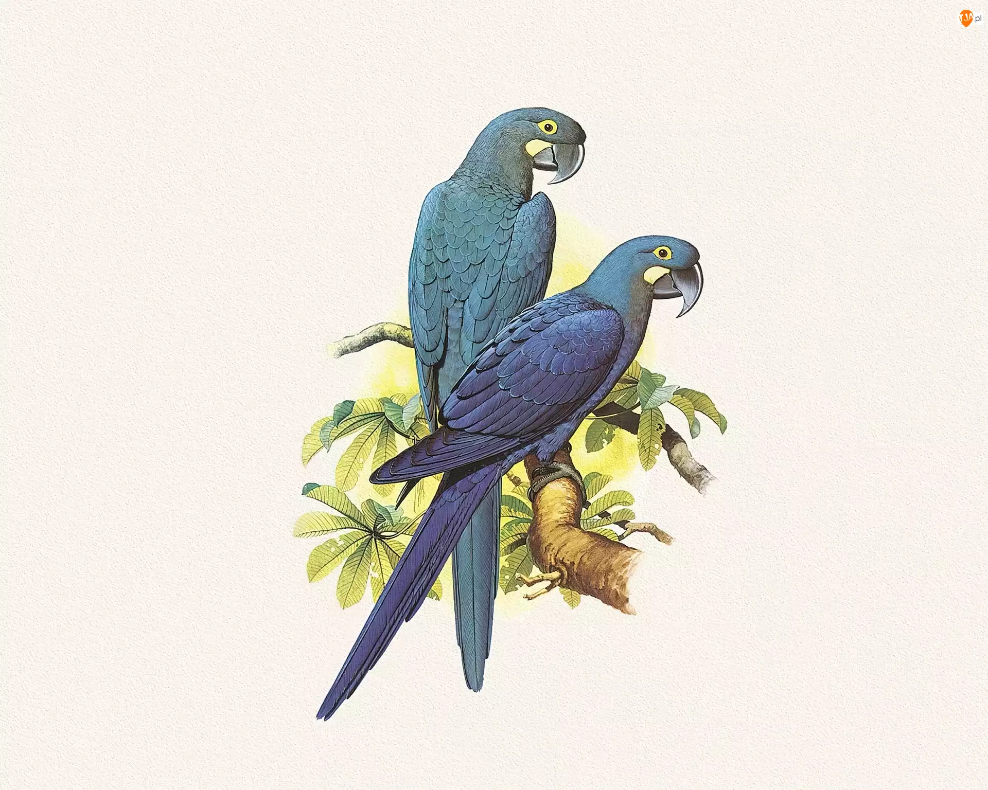 Edward Lear, Niebieskie, Papugi