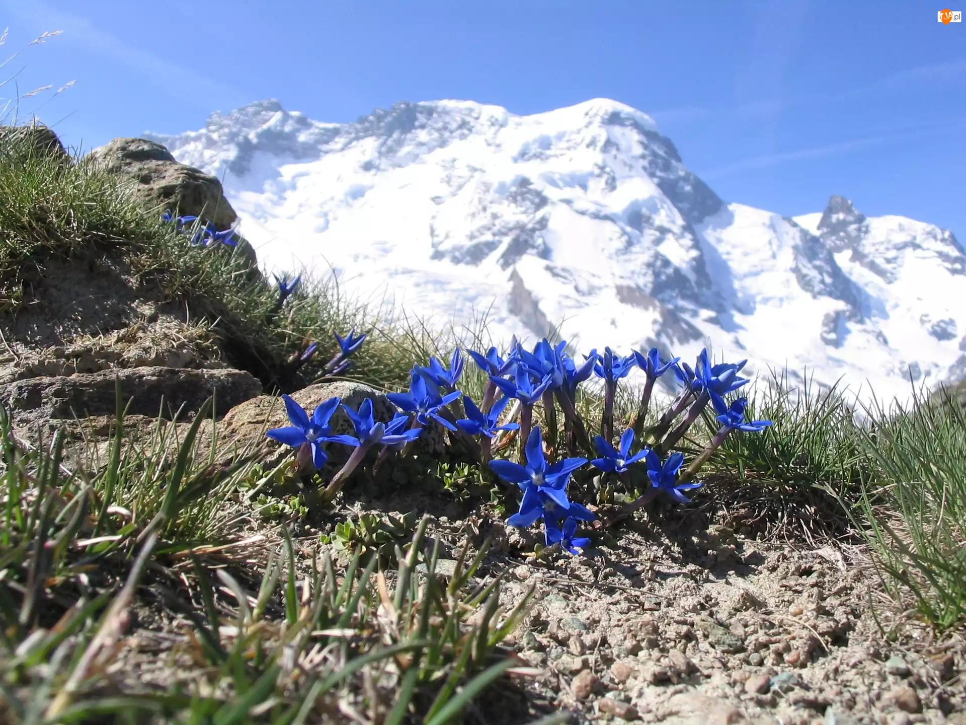 Goryczka Alpejska, Góry, Kwiaty